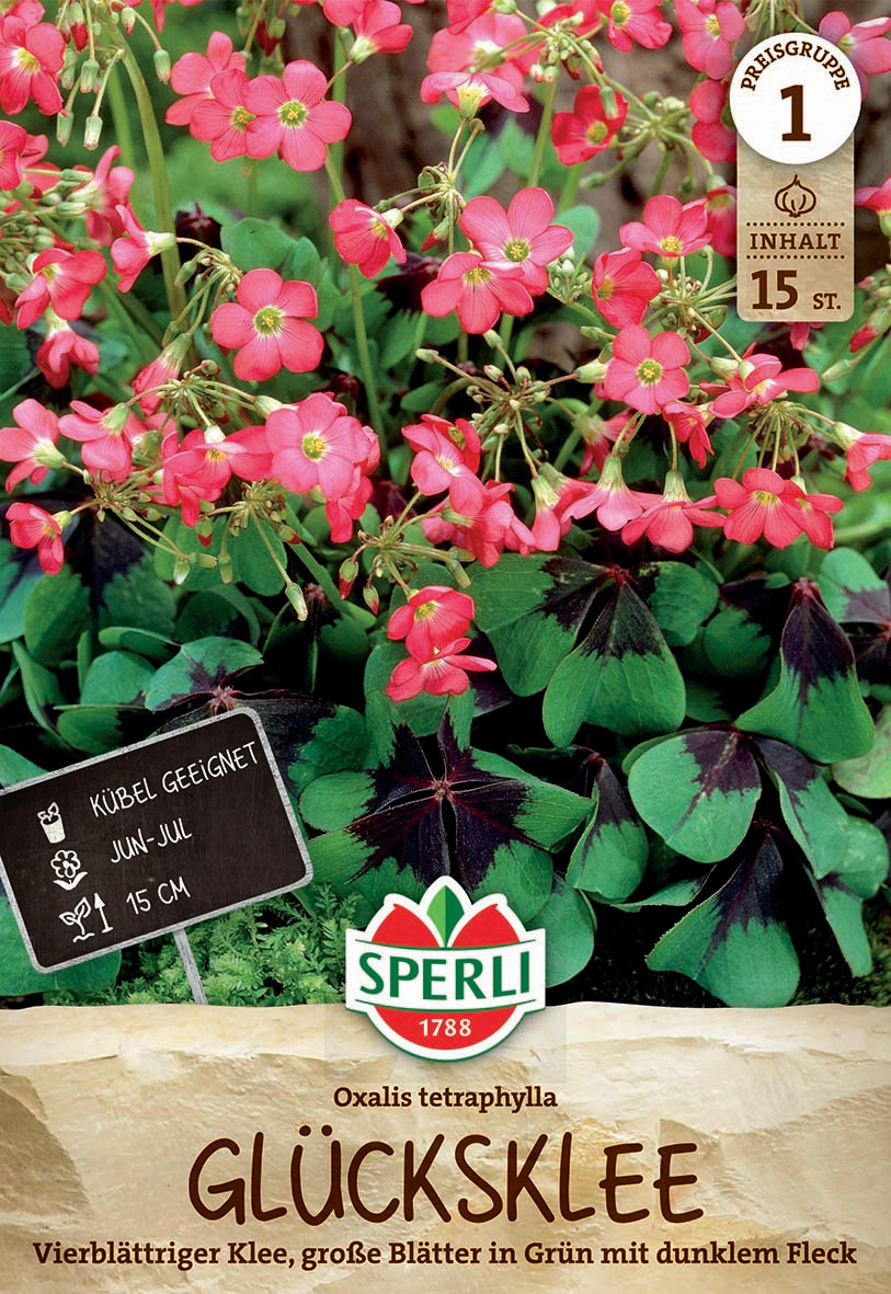 Glücksklee Oxalis deppei