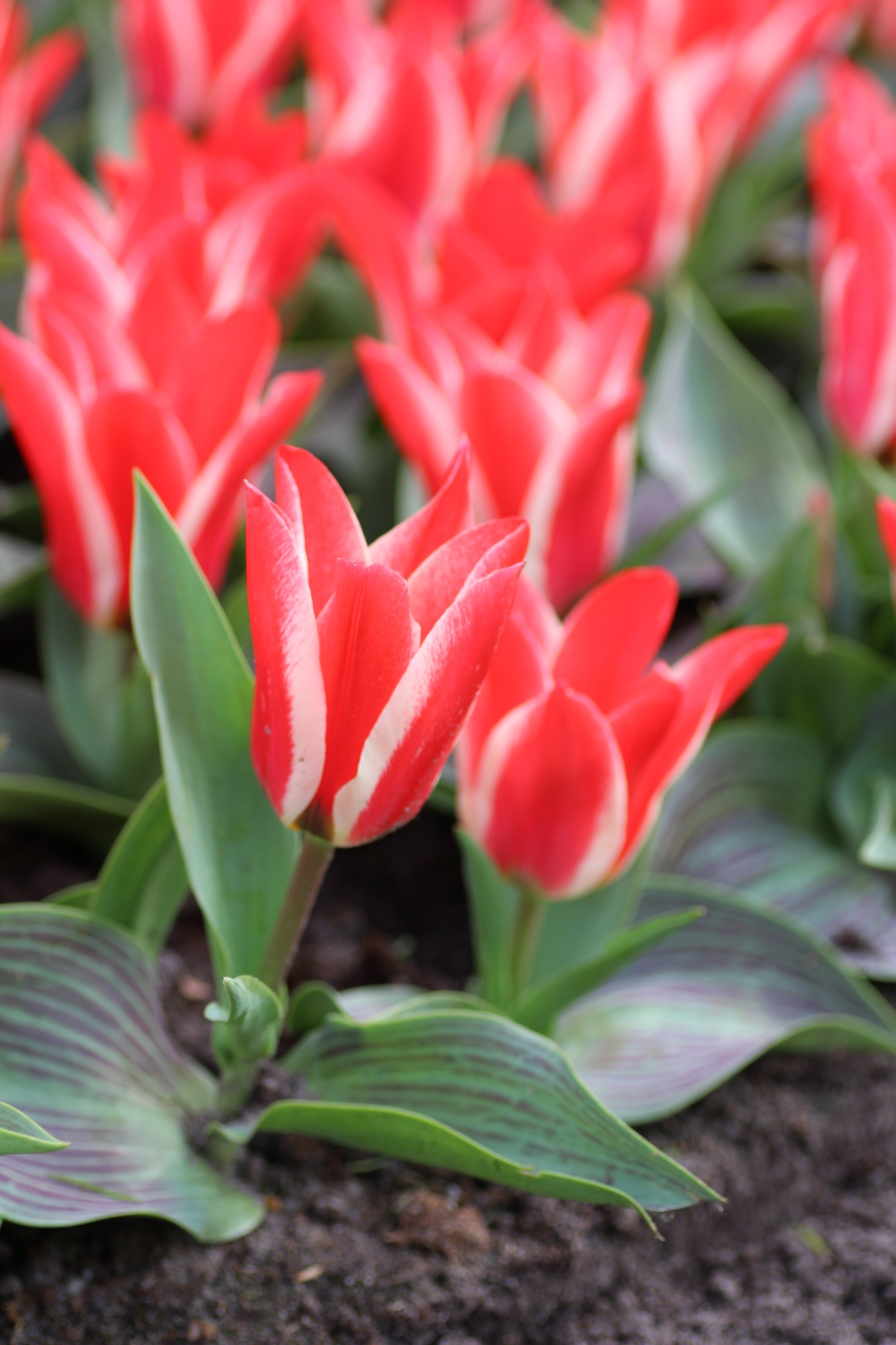Greigii-Tulpen Pinocchio