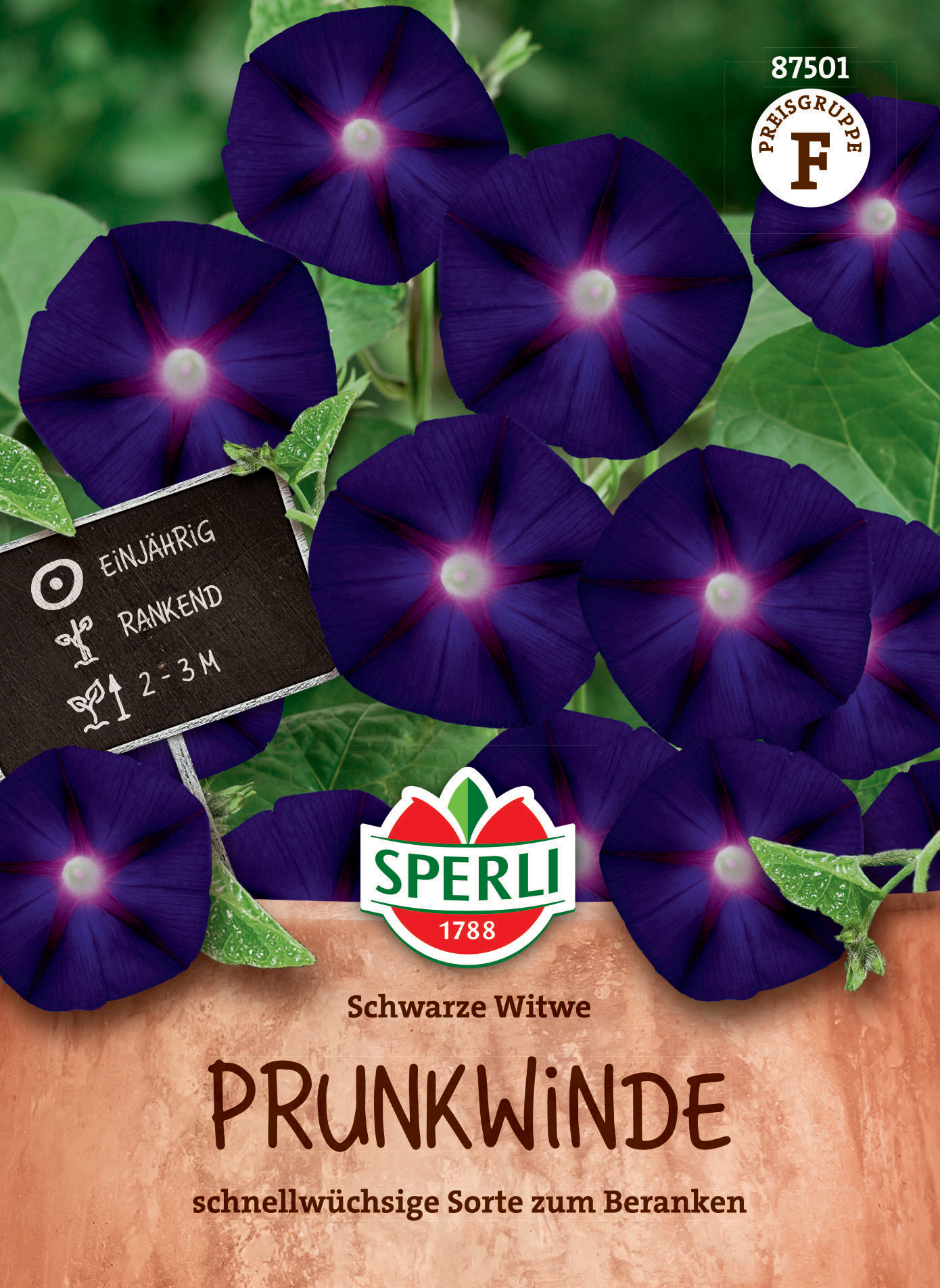 Prunkwinde Schwarze Witwe Prunkwinde Schwarze Witwe