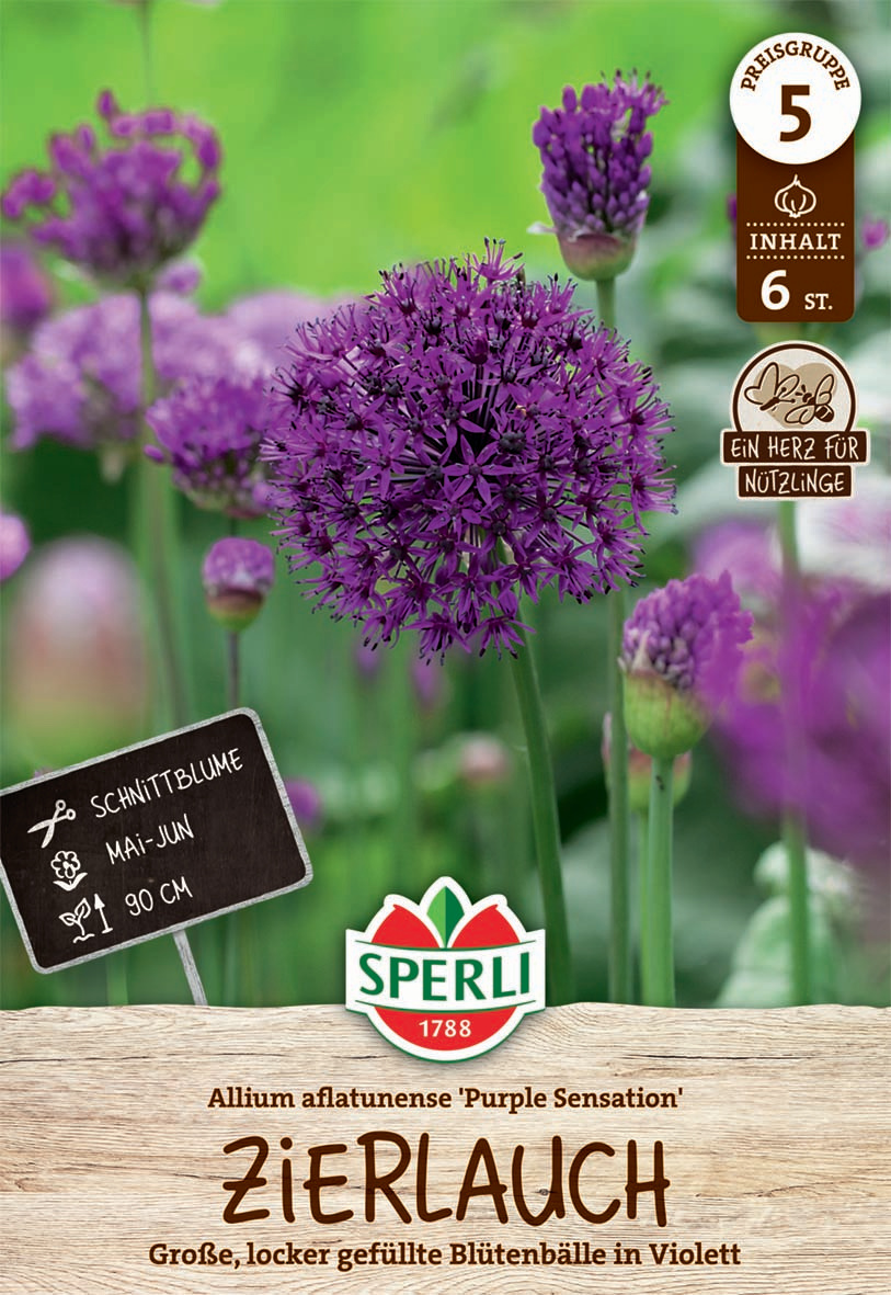 Zierlauch Purple Sensation Zierlauch Purple Sensation