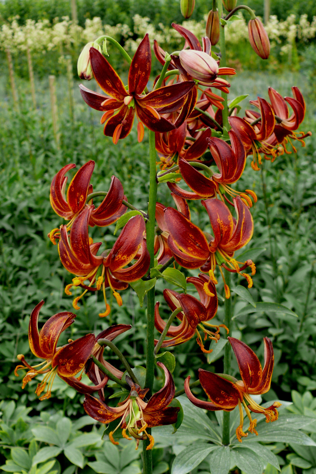 Lilium martagon Arabian Knight Lilium martagon Arabian Knight