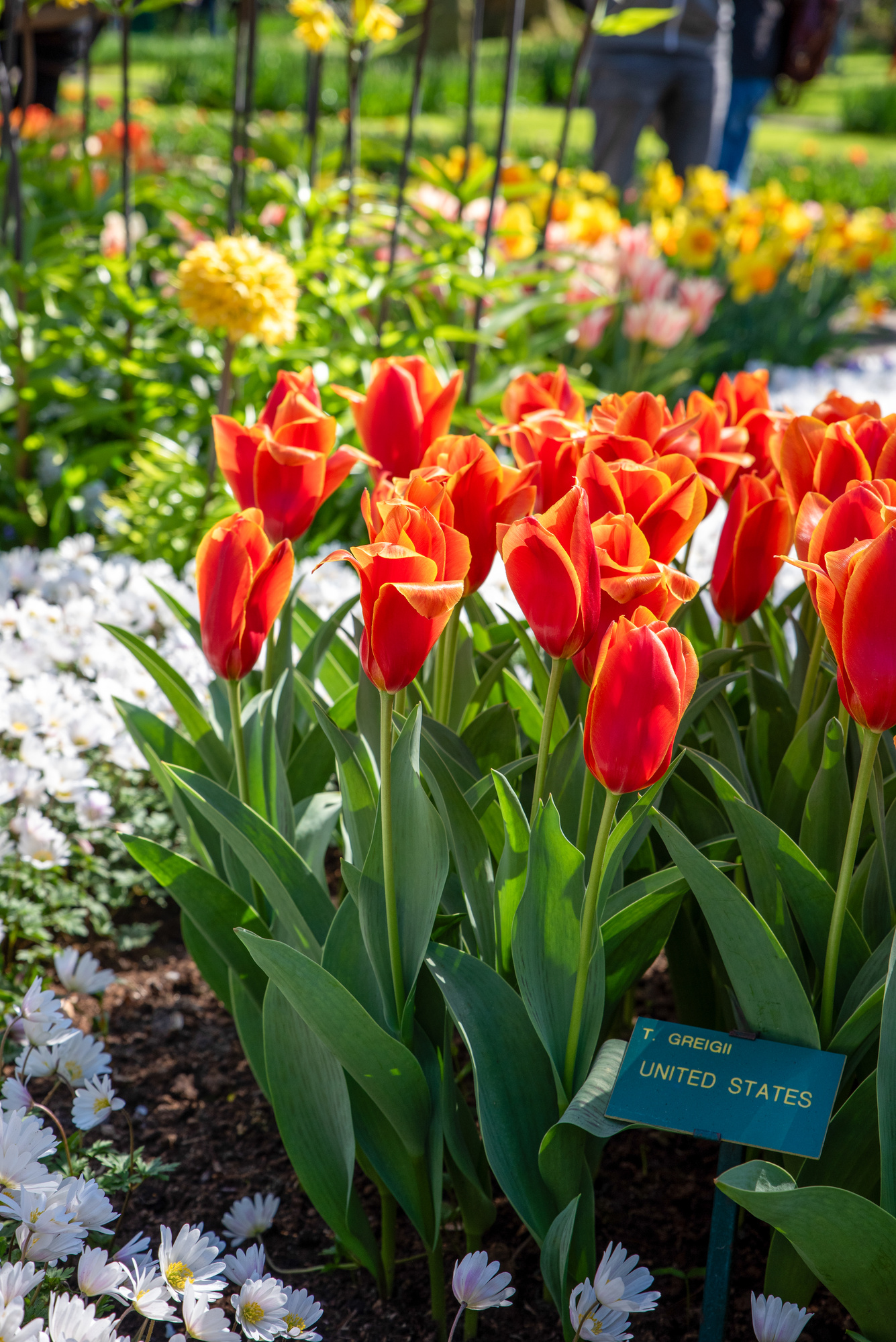Greigii-Tulpen United States