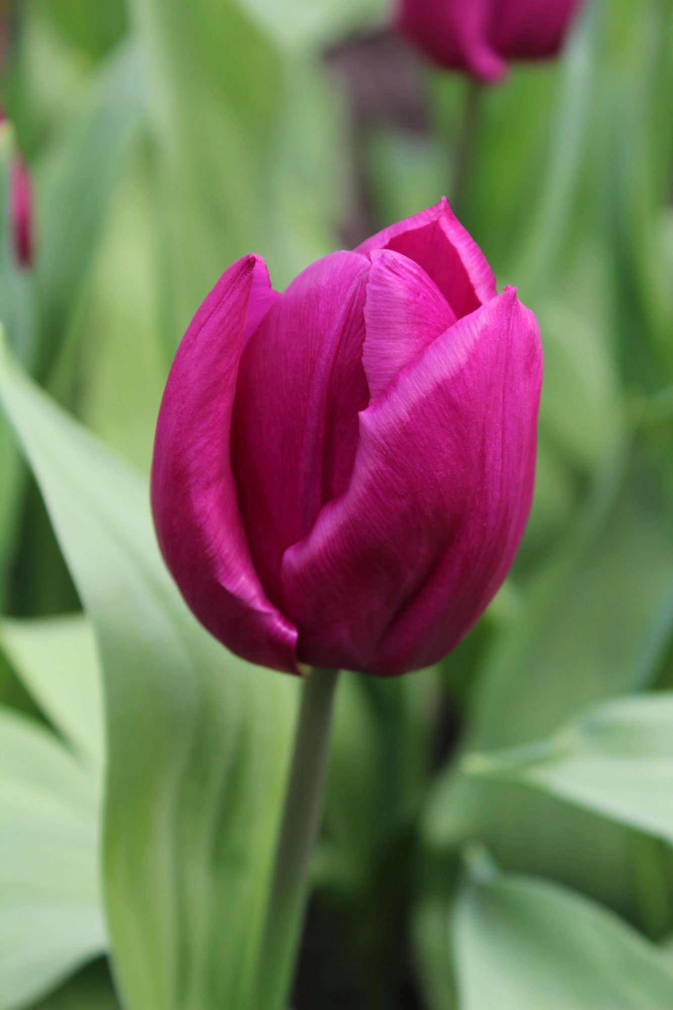 Einfache Frühe Tulpen Purple Prince Einfache Frühe Tulpen Purple Prince