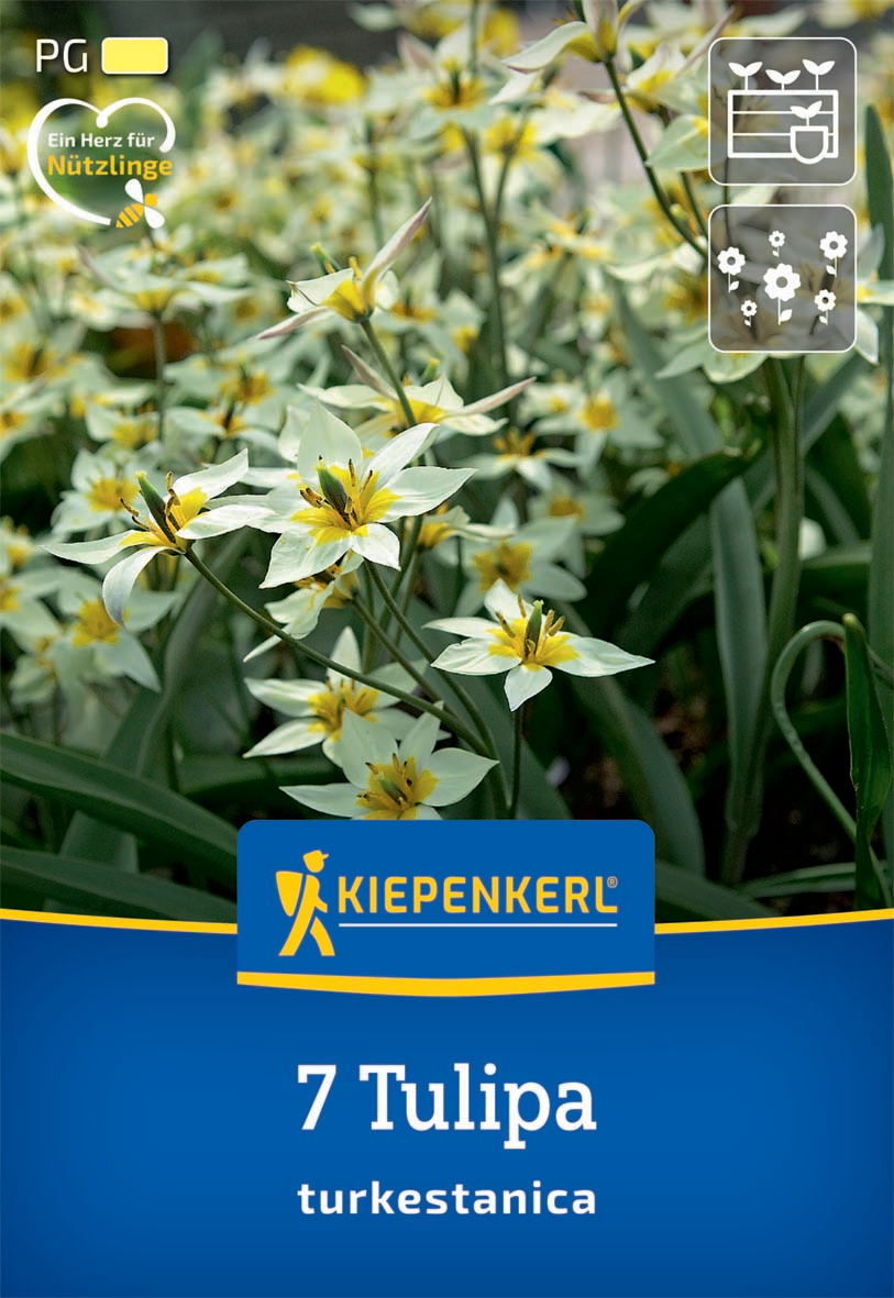 Wildtulpe Tulipa turkestanica Wildtulpe Tulipa turkestanica