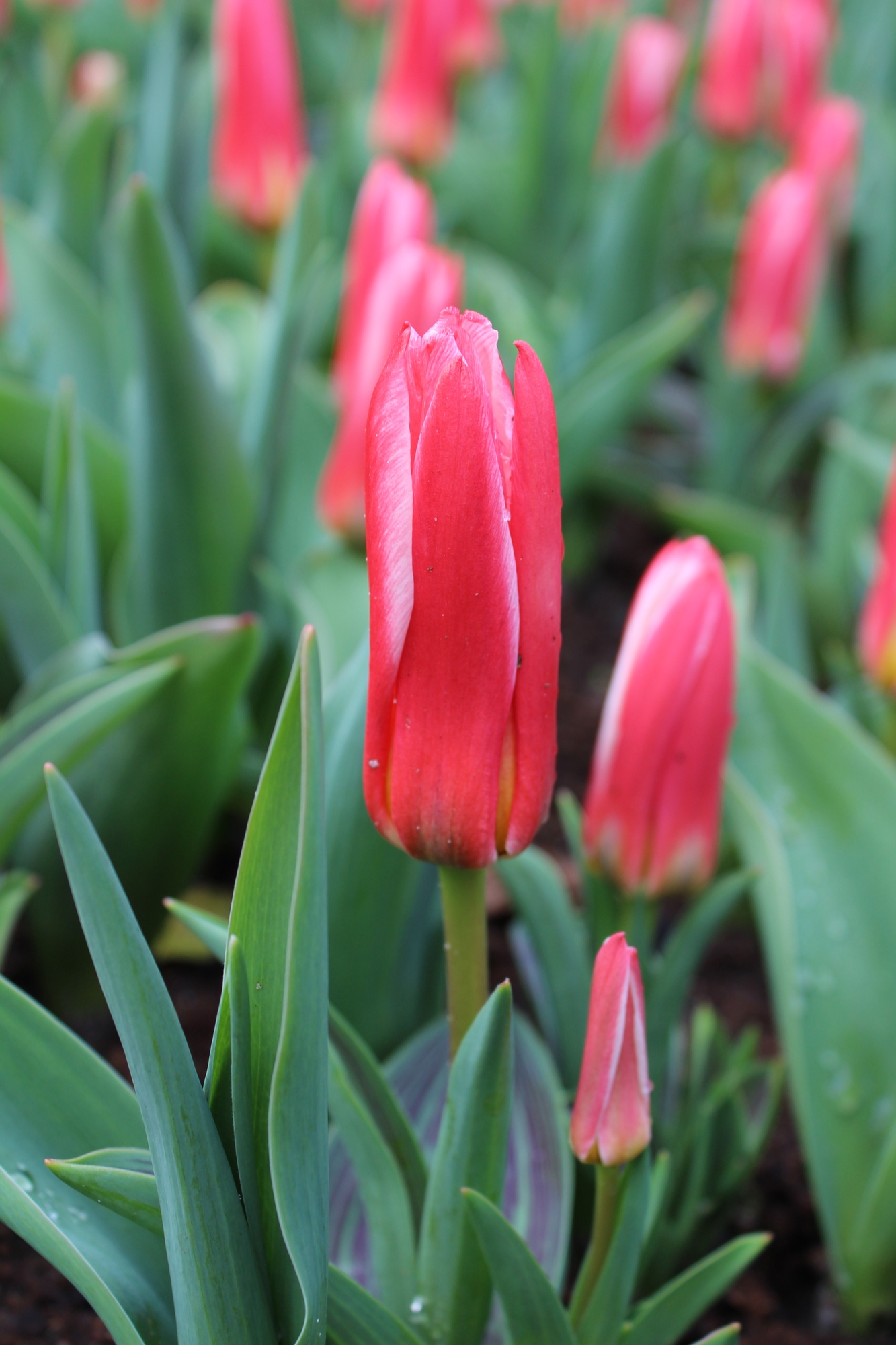 Kaufmanniana-Tulpen Heart's Delight Kaufmanniana-Tulpen Heart's Delight
