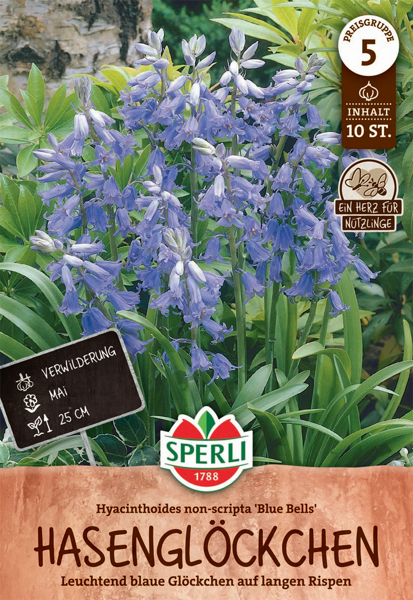 Spanisches Hasenglöckchen Blue Bells