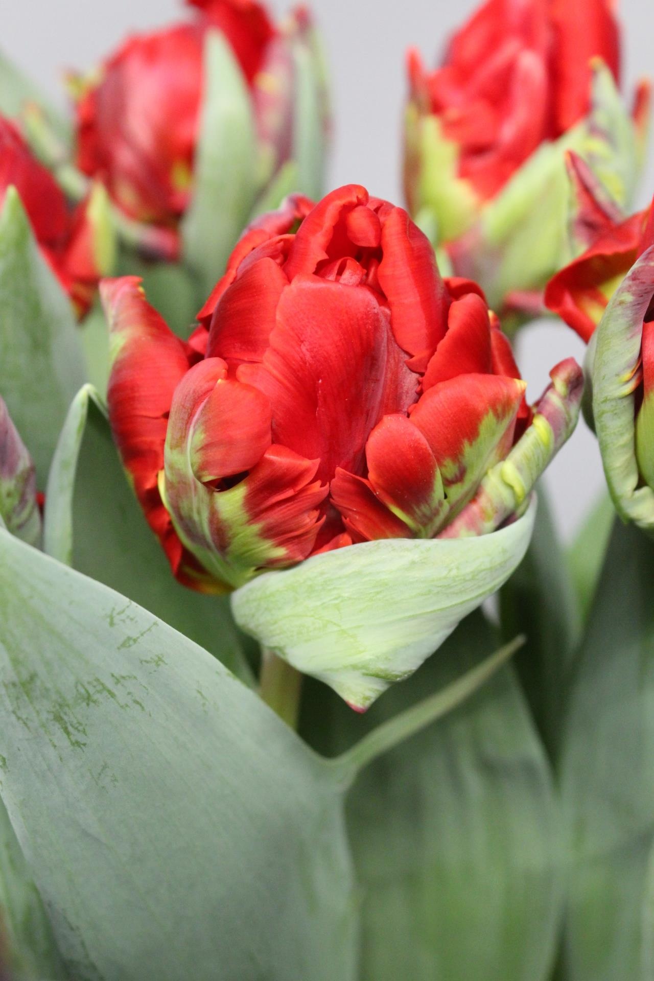 Papagei-Tulpen Rococo Double Papagei-Tulpen Rococo Double