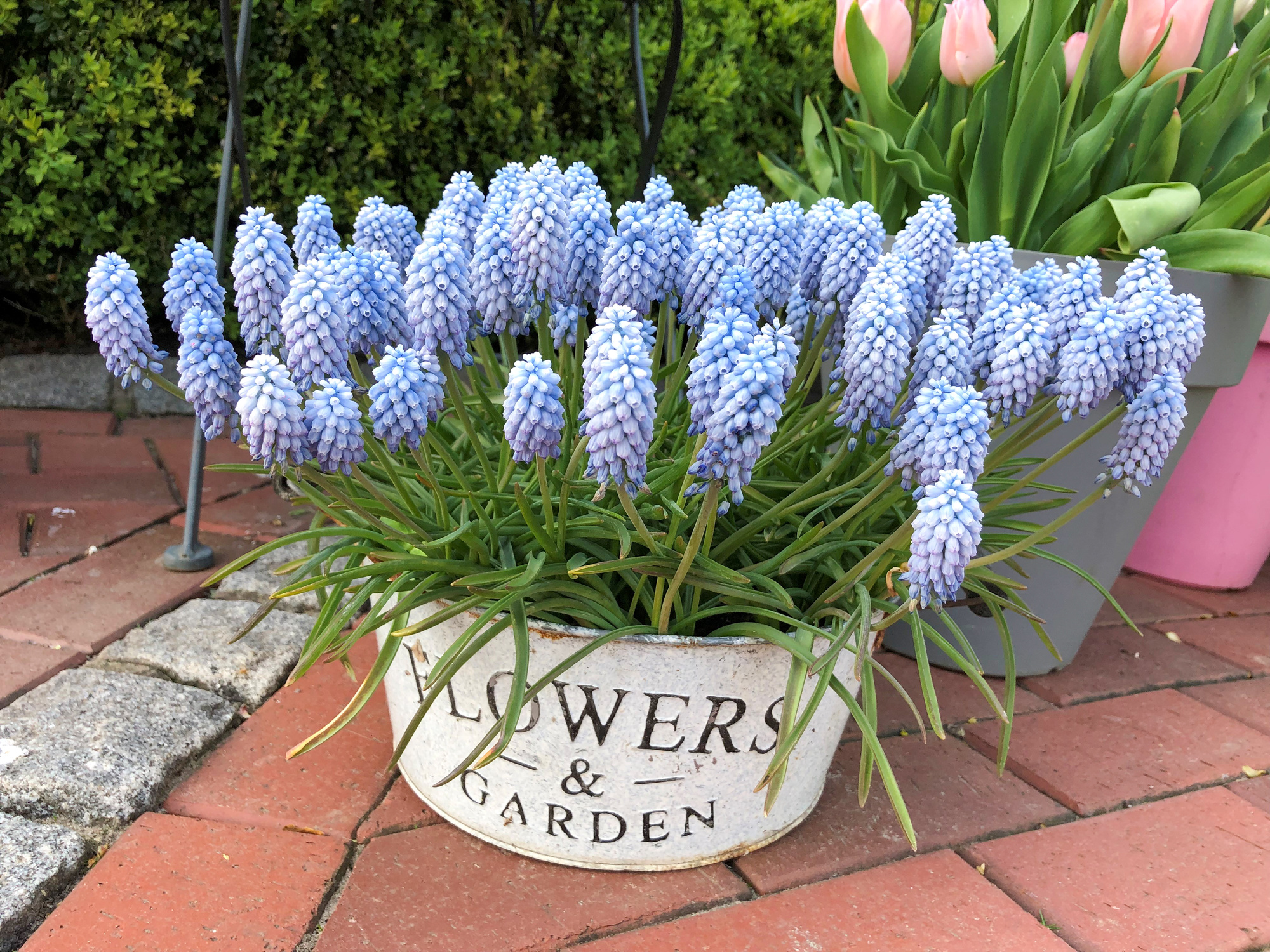 Muscari azureum Muscari azureum