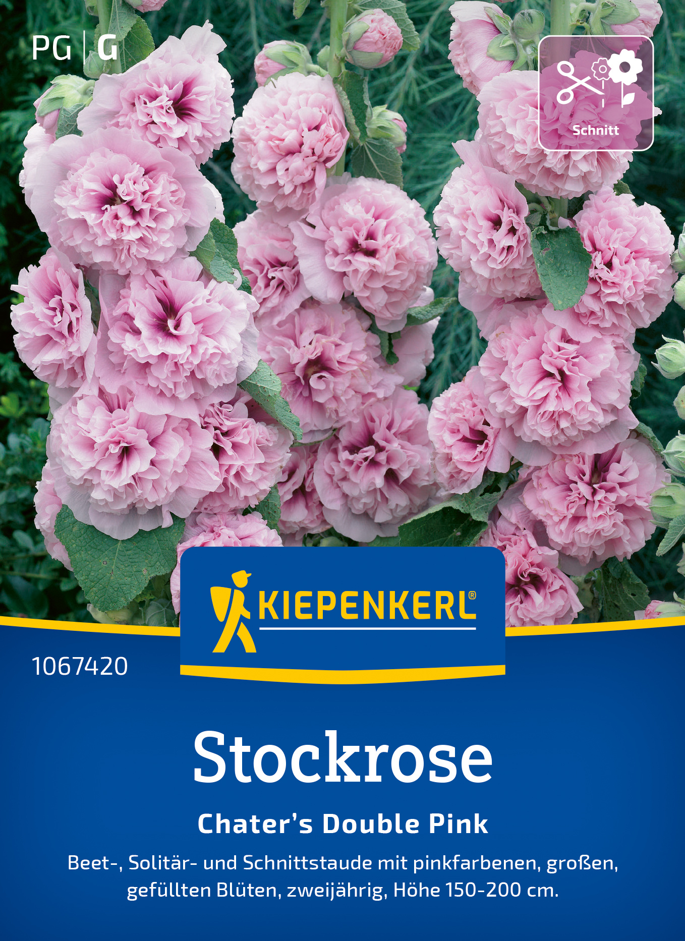 Stockrose Chater’s Double Pink