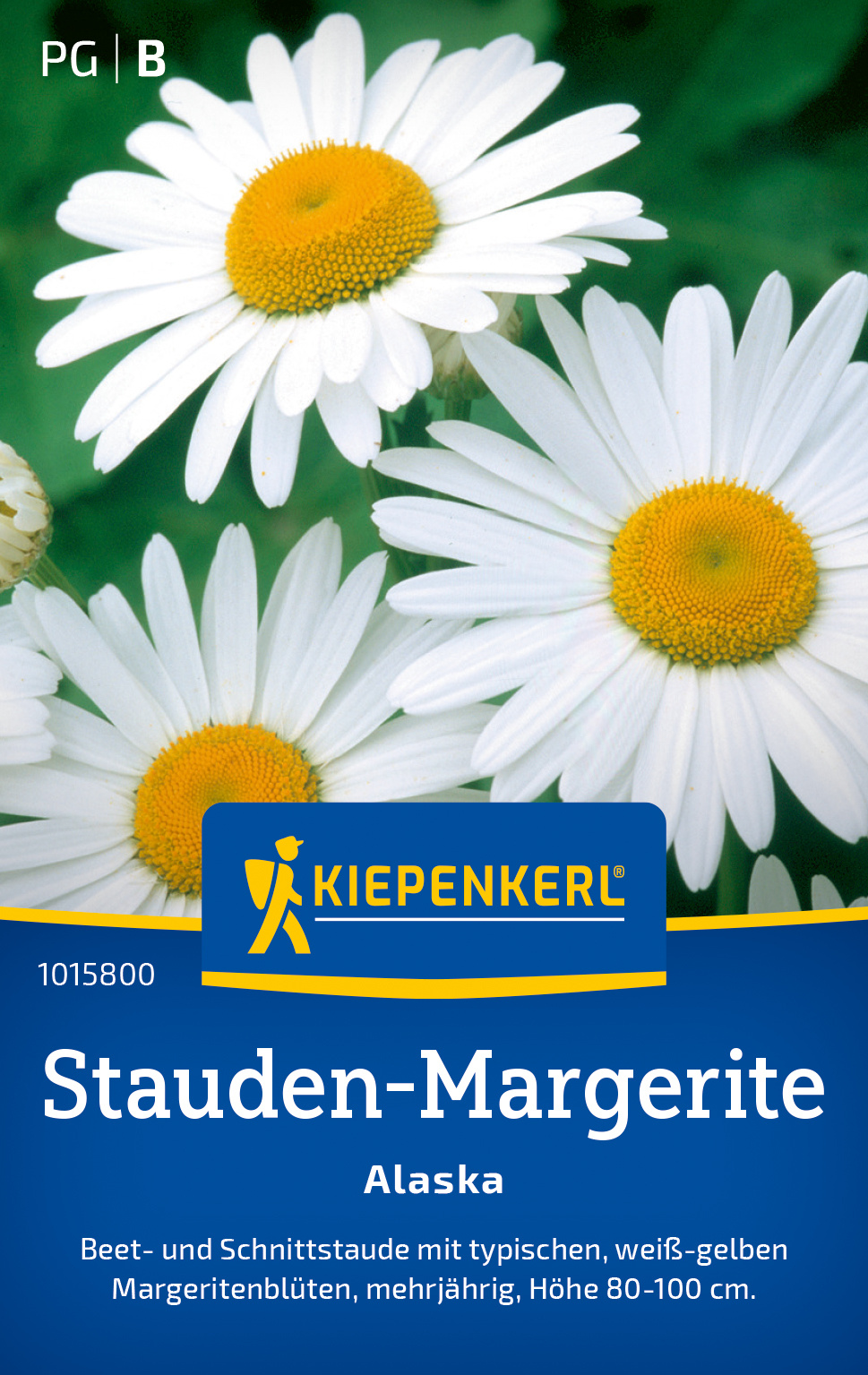 Stauden-Margerite Alaska
