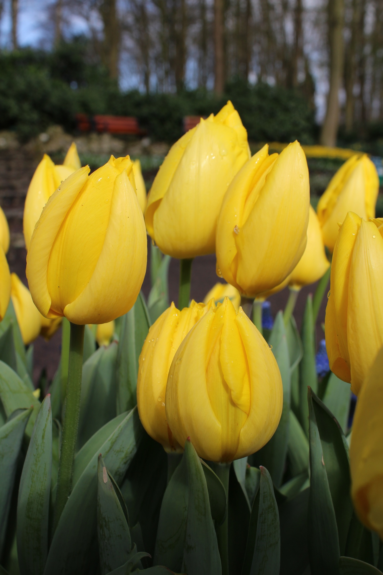 Triumph-Tulpen Kikomachi