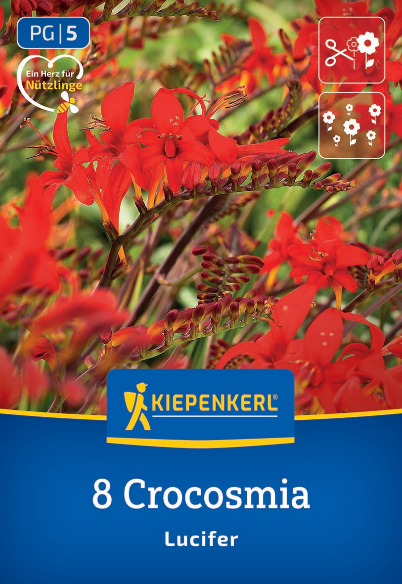 Crocosmia Lucifer Crocosmia Lucifer
