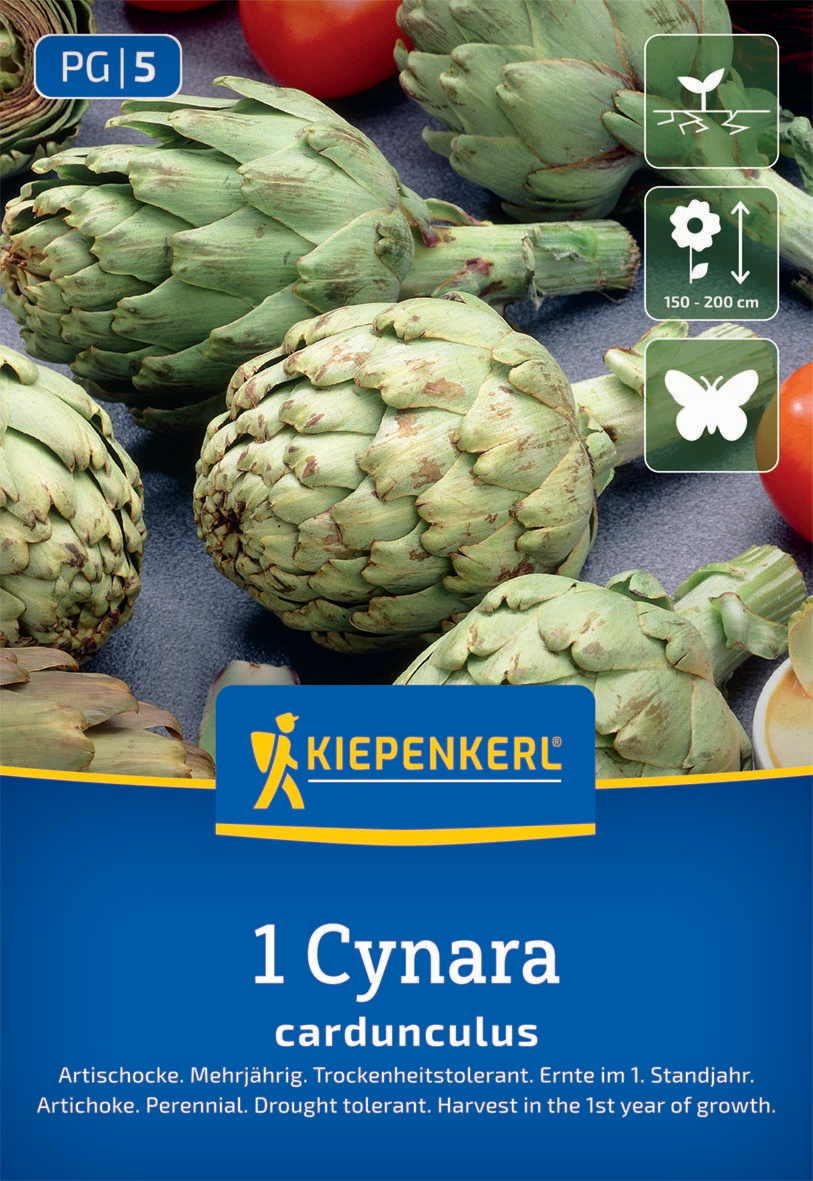 Artischocke Cynara cardunculus Artischocke Cynara cardunculus