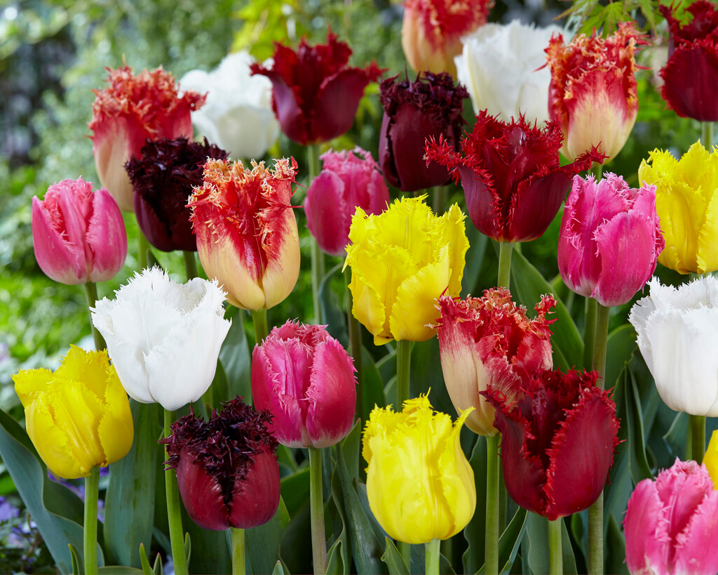 Tulpenmischung Inara Tulpenmischung Inara