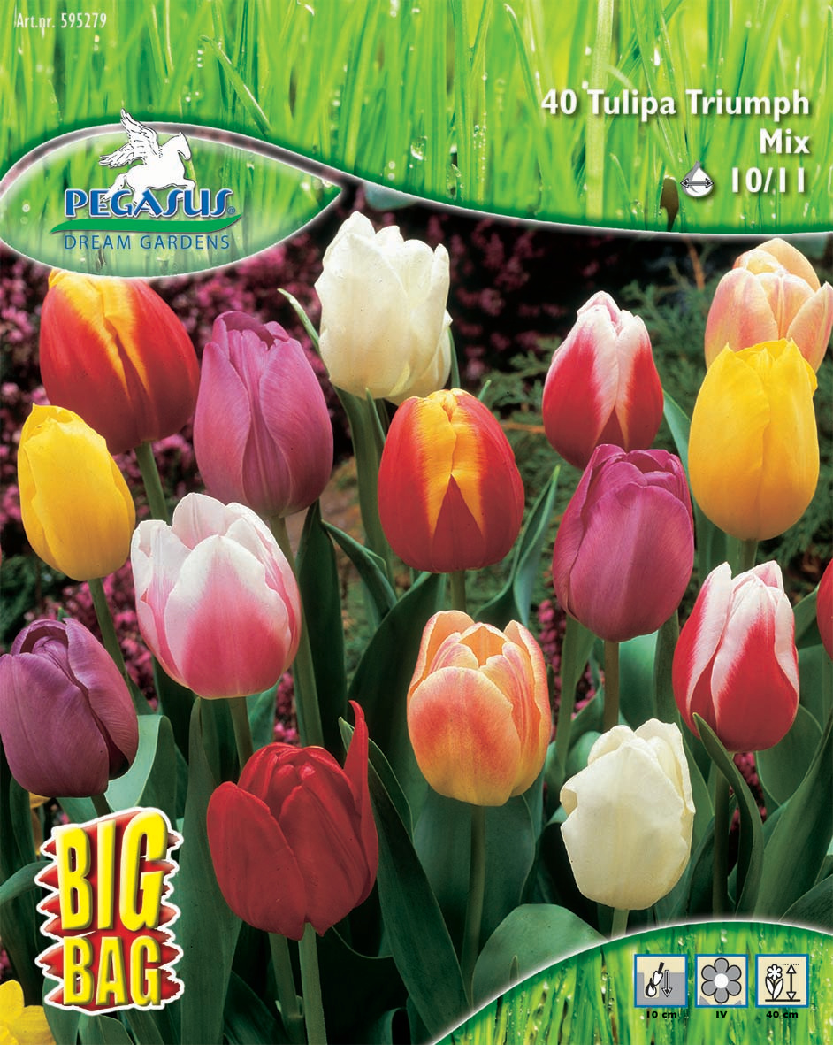 Pegasus BigBag Triumph Tulpe Mischung