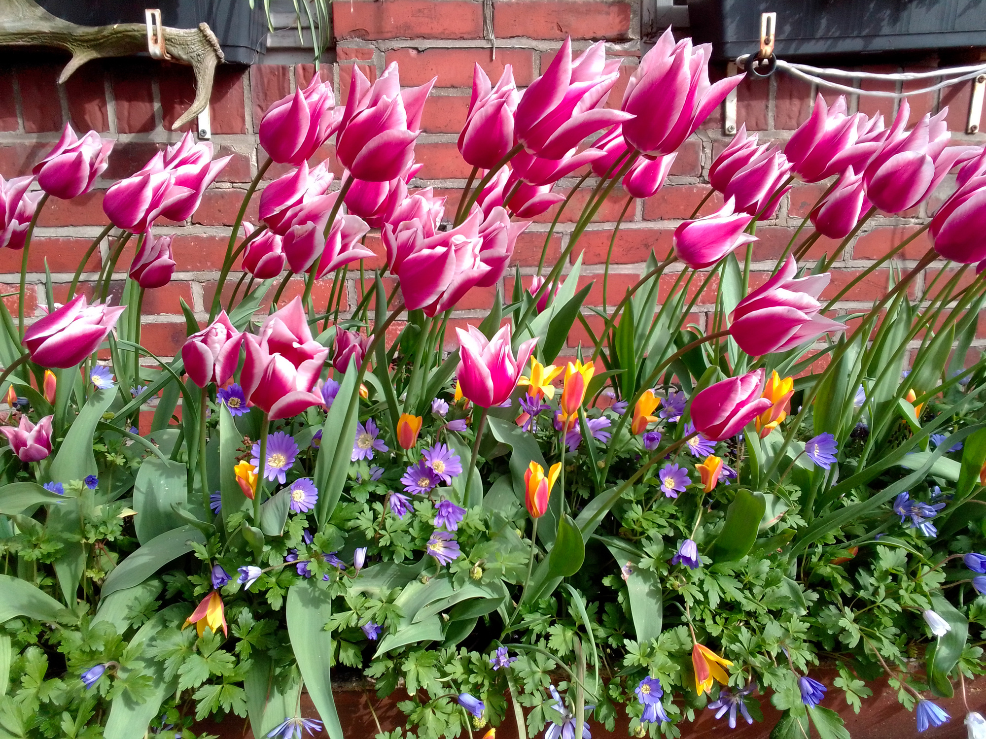Mischung Farbenpracht mit Anemonen 200 St Mischung Farbenpracht mit Anemonen 200 St