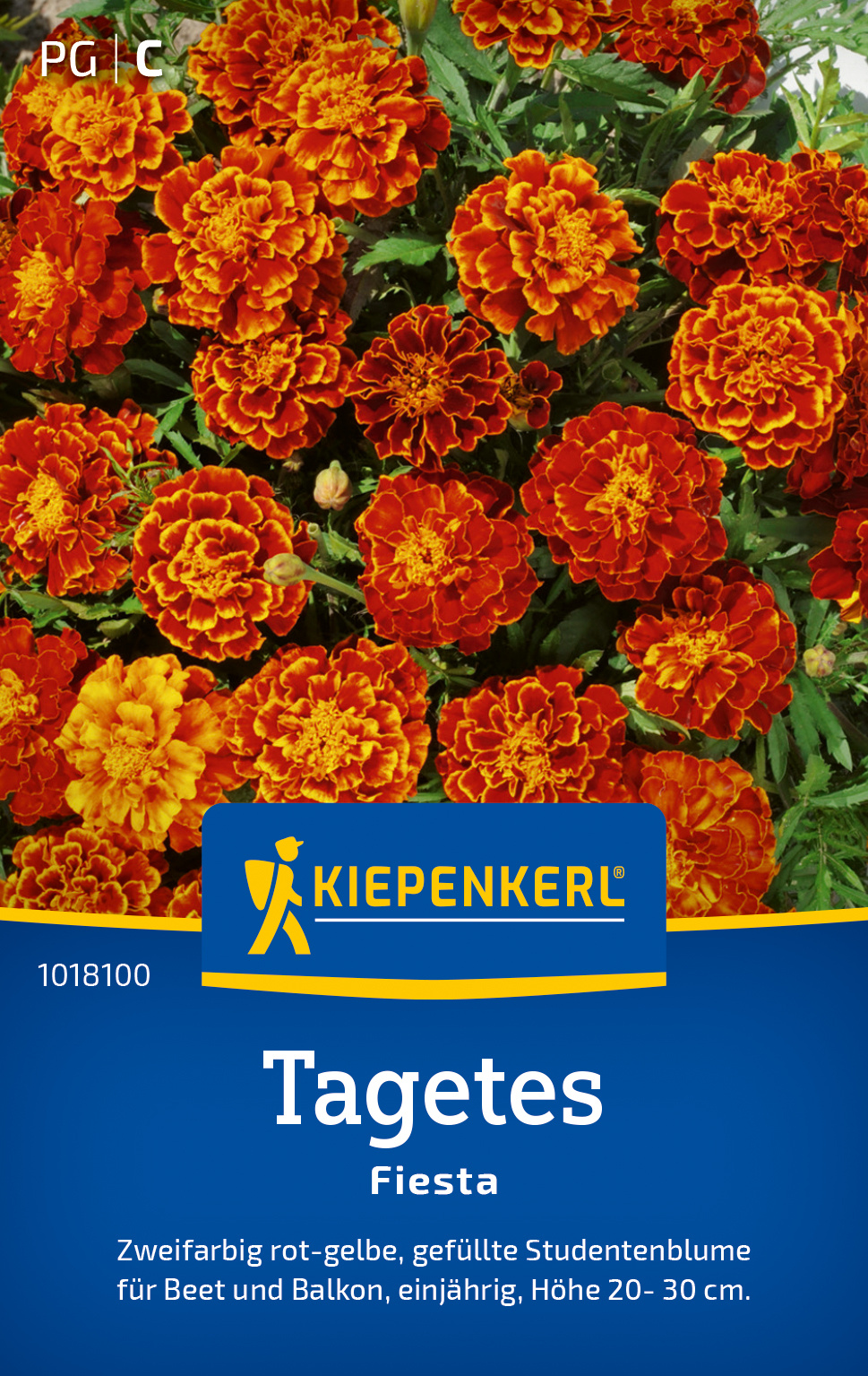 Tagetes Fiesta Tagetes Fiesta