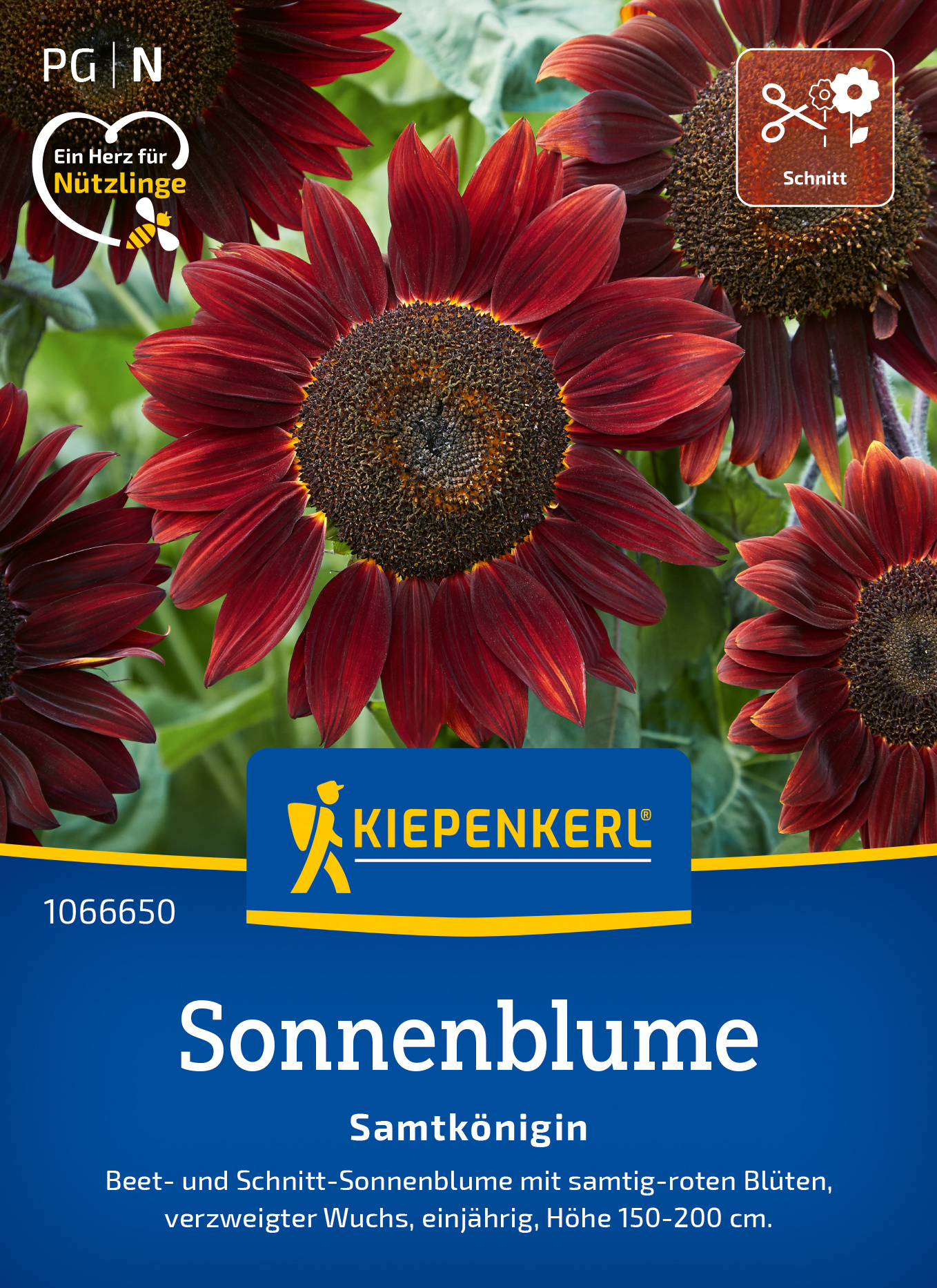Sonnenblume Samtkönigin