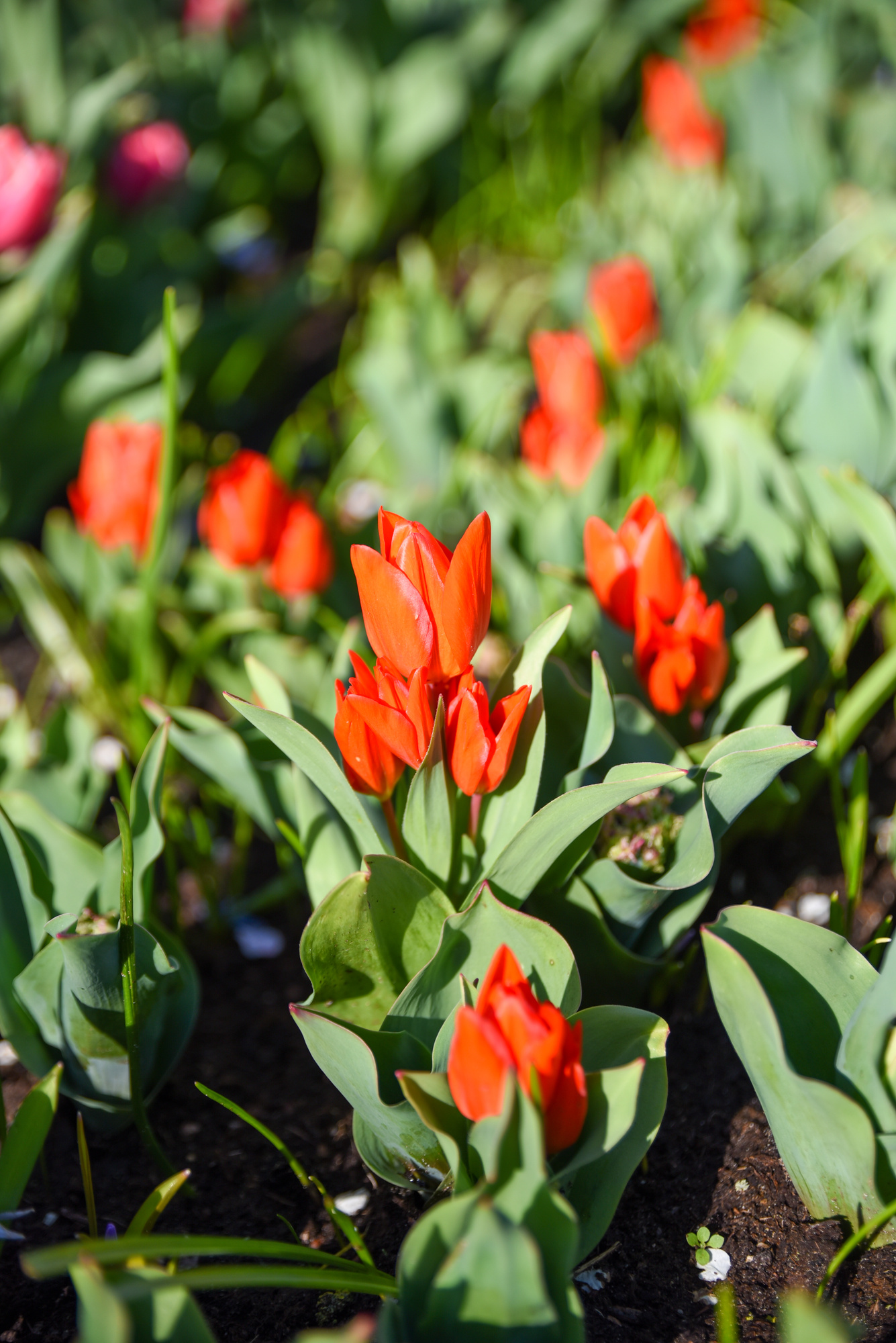 Botanische Tulpen T. praestans Fusilier Botanische Tulpen T. praestans Fusilier