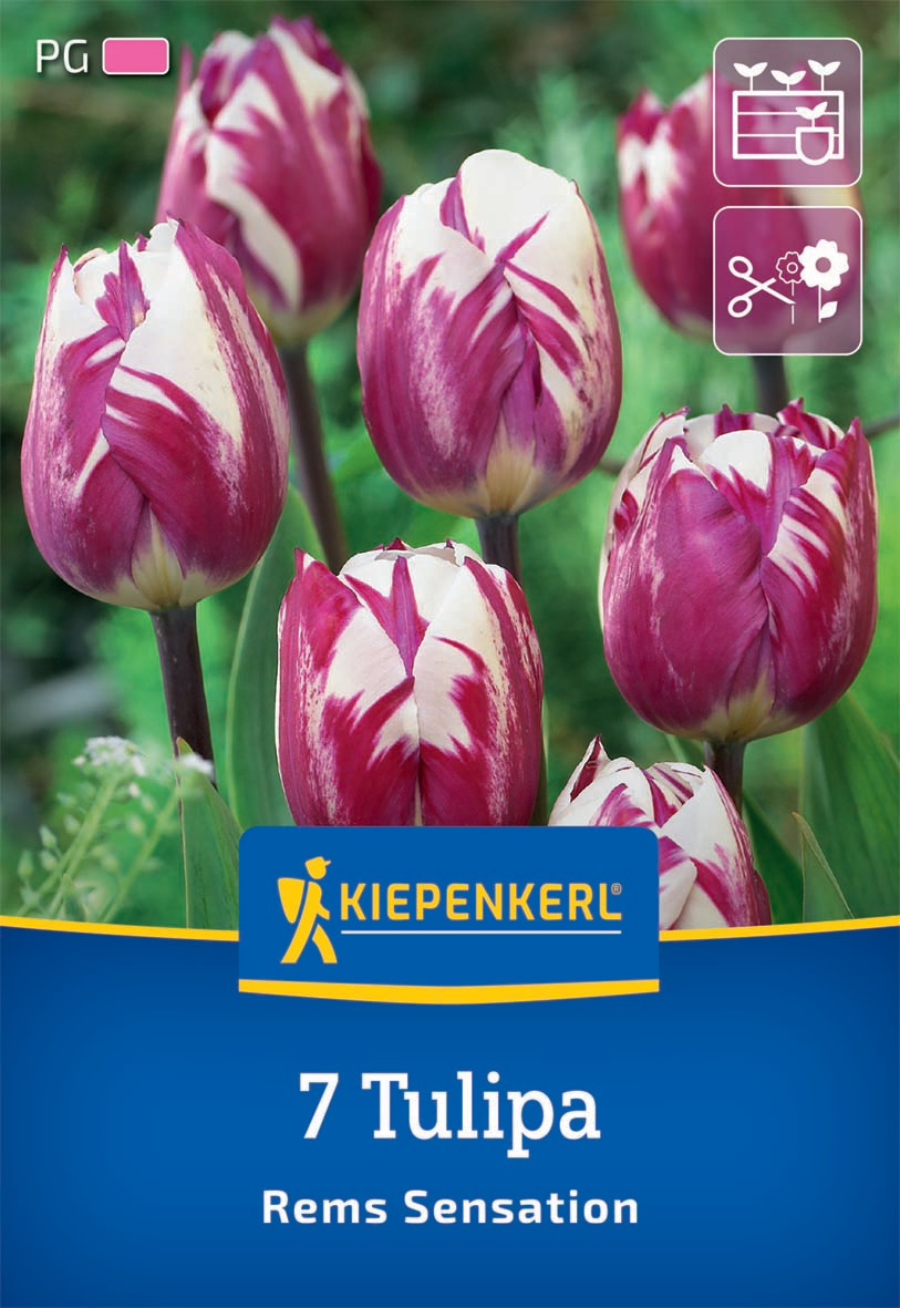 Triumph-Tulpe Rems Sensation