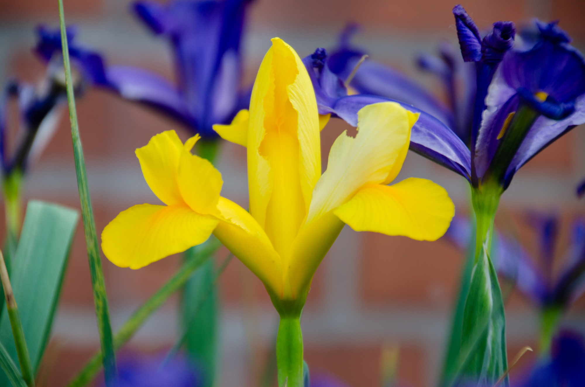 Iris hollandica Royal Yellow