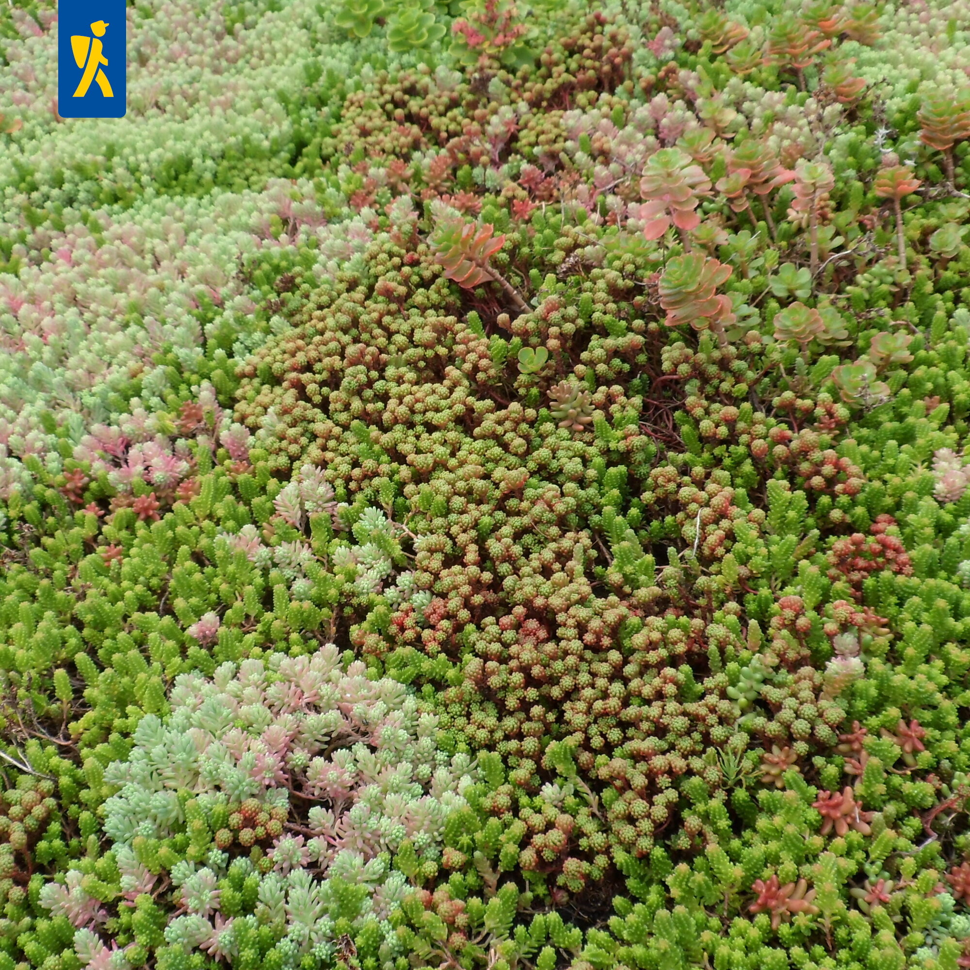 Sedum-Sprossen-Gemisch Sedum-Sprossen-Gemisch