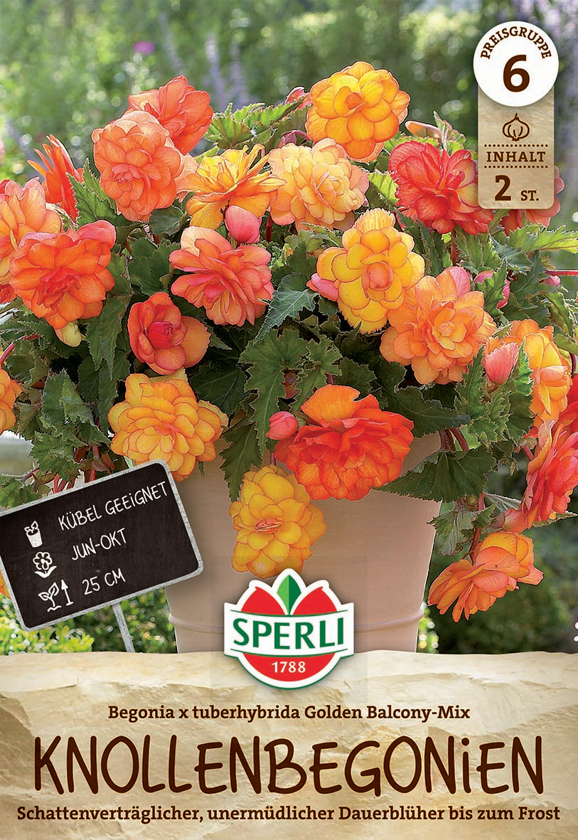 Begonie Golden Balcony Mix Begonie Golden Balcony Mix