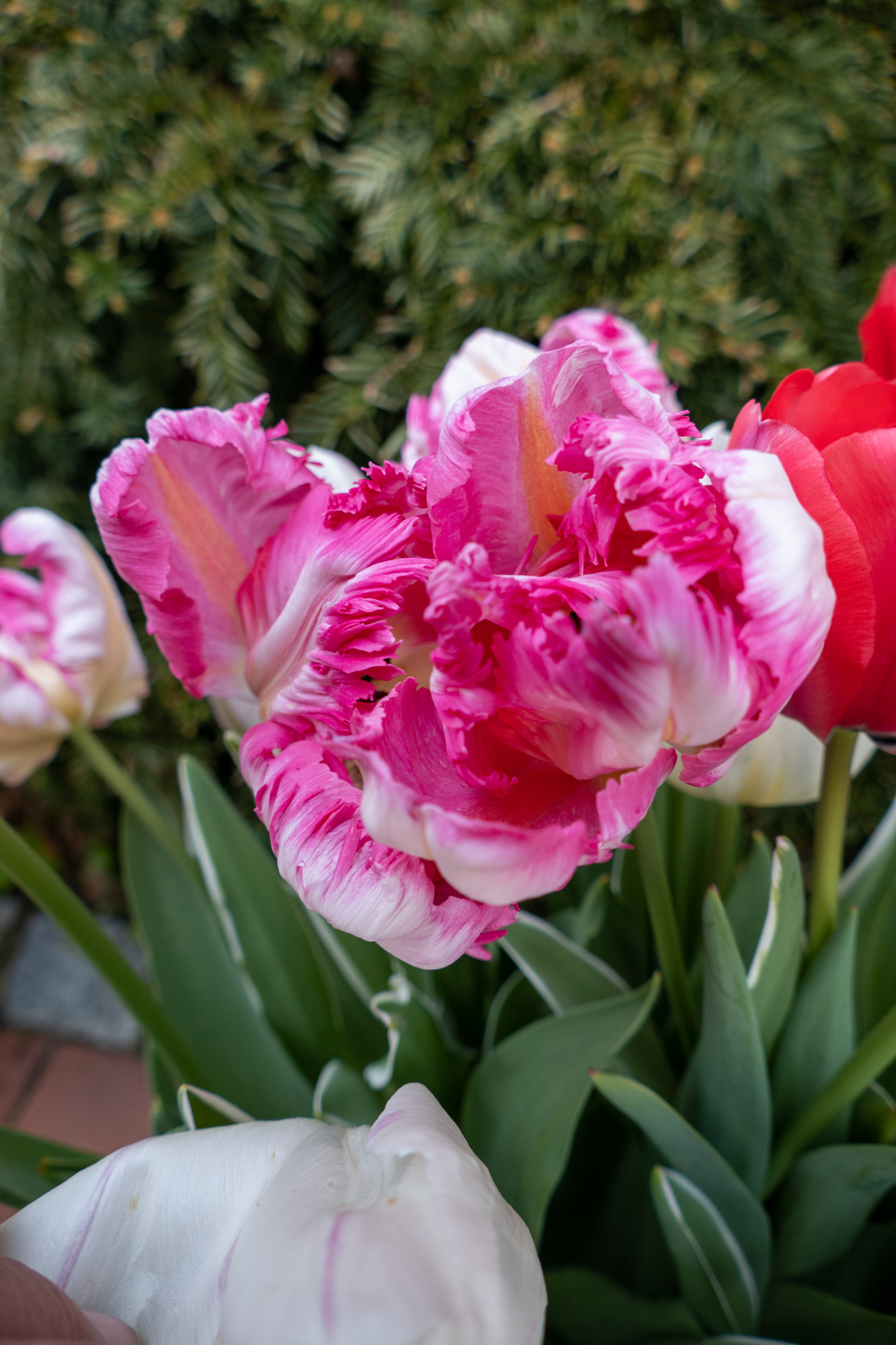 Papagei-Tulpen Fantasy Papagei-Tulpen Fantasy