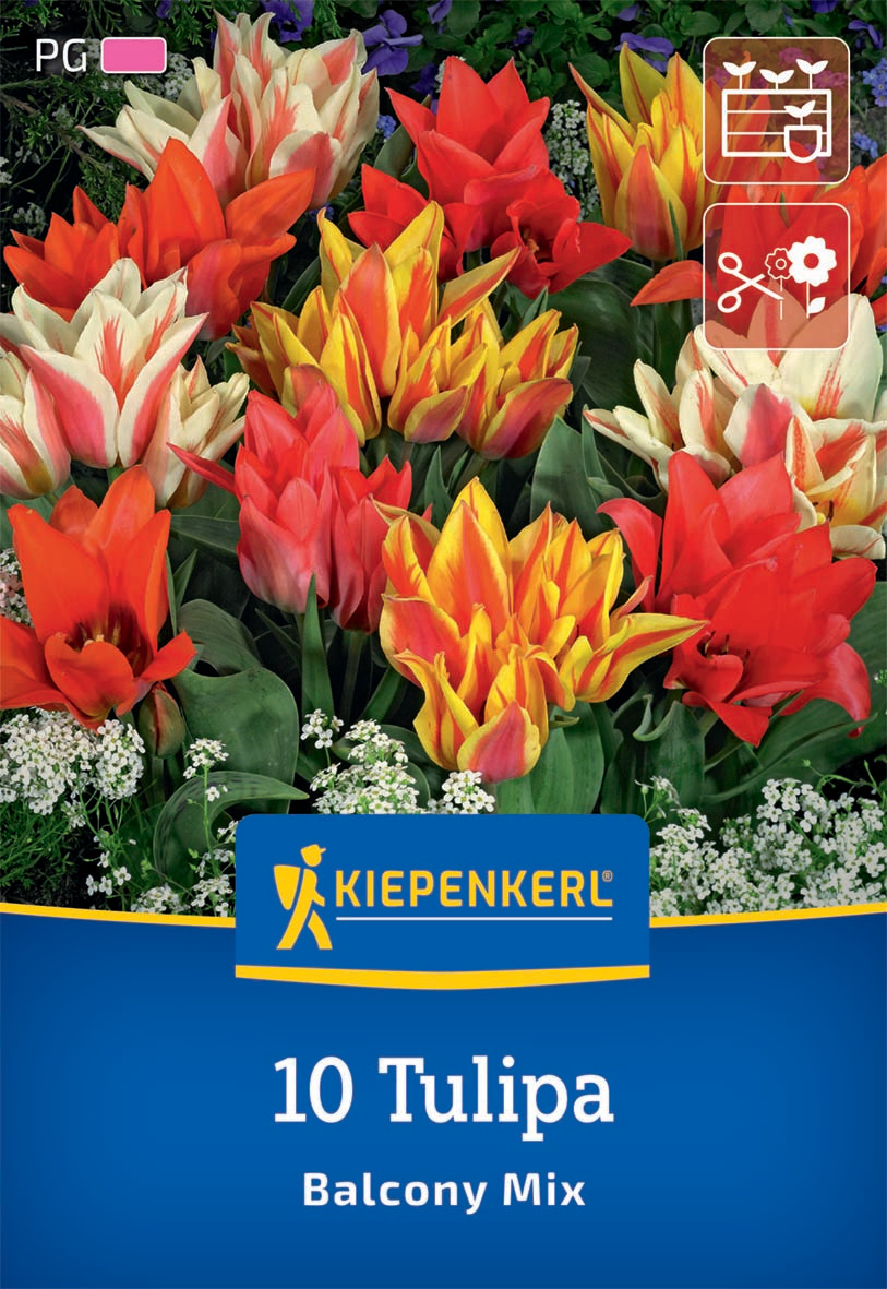 Greigii-Tulpe Balkonzauber Mix