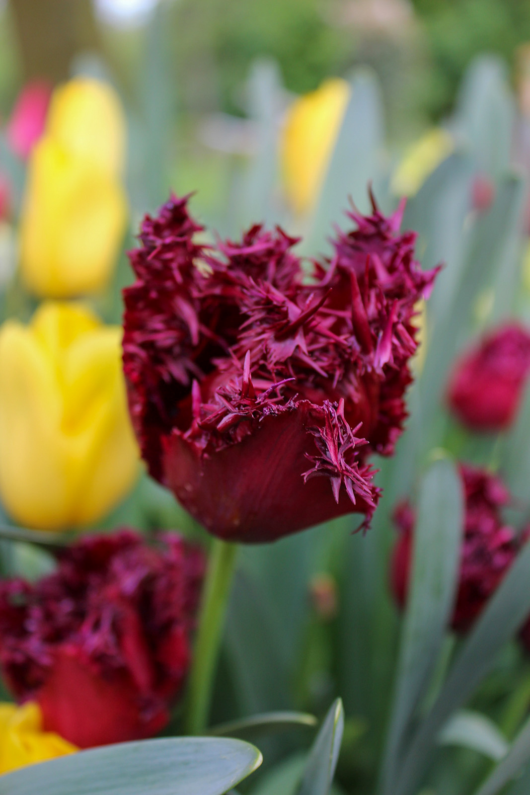 Gefranste Tulpen Labrador Gefranste Tulpen Labrador