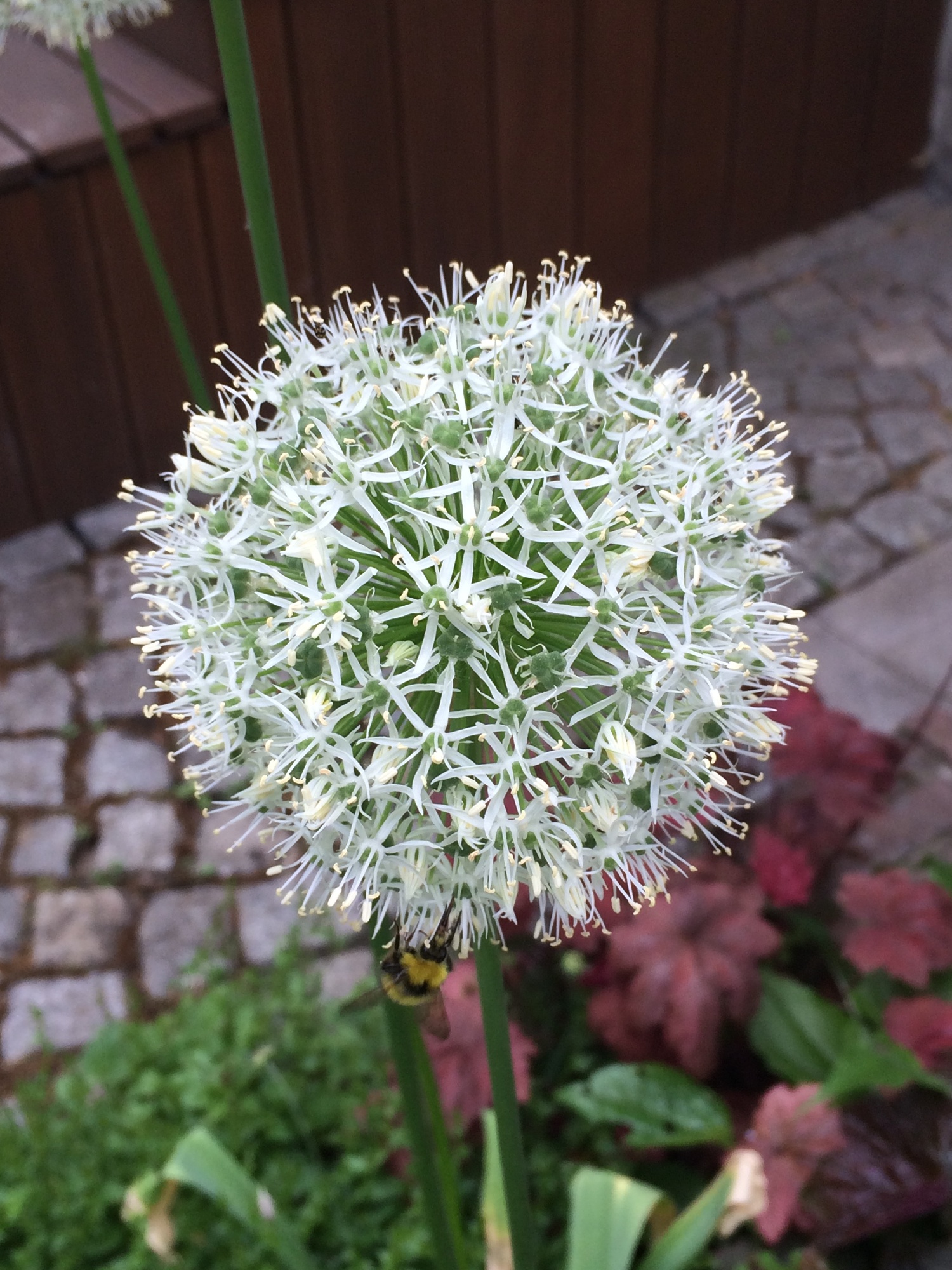 Allium stipitatum Mount Everest Allium stipitatum Mount Everest