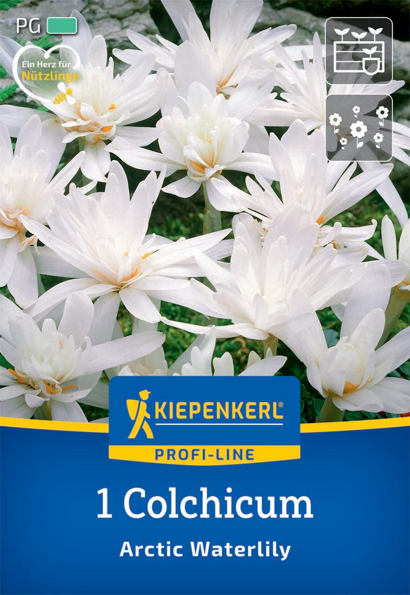 Profi-Line Herbstzeitlose Arctic Waterlily