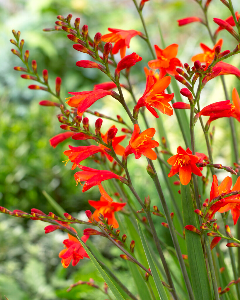 Crocosmien Red King
