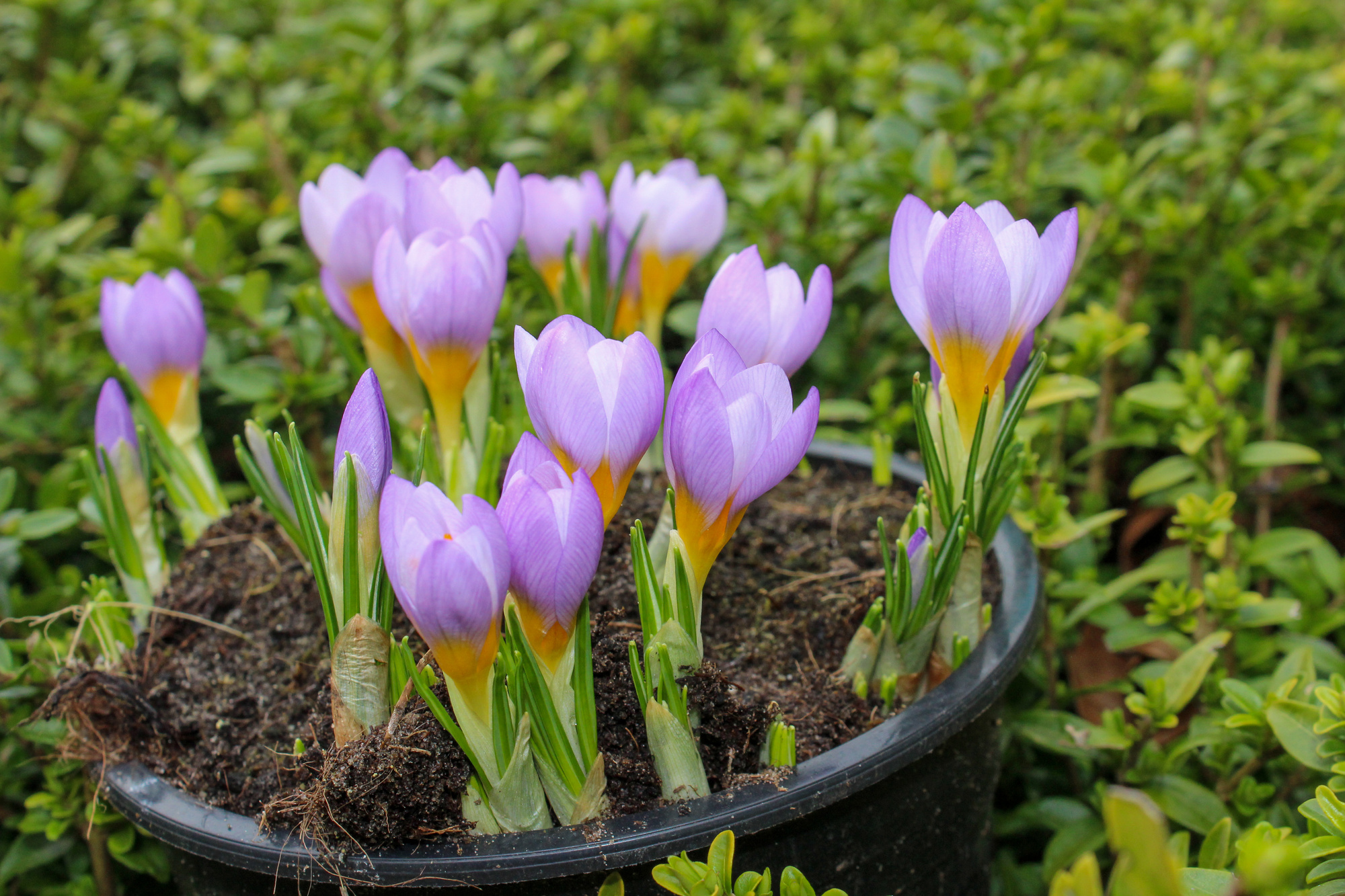 Crocus sieberi Firefly Crocus sieberi Firefly