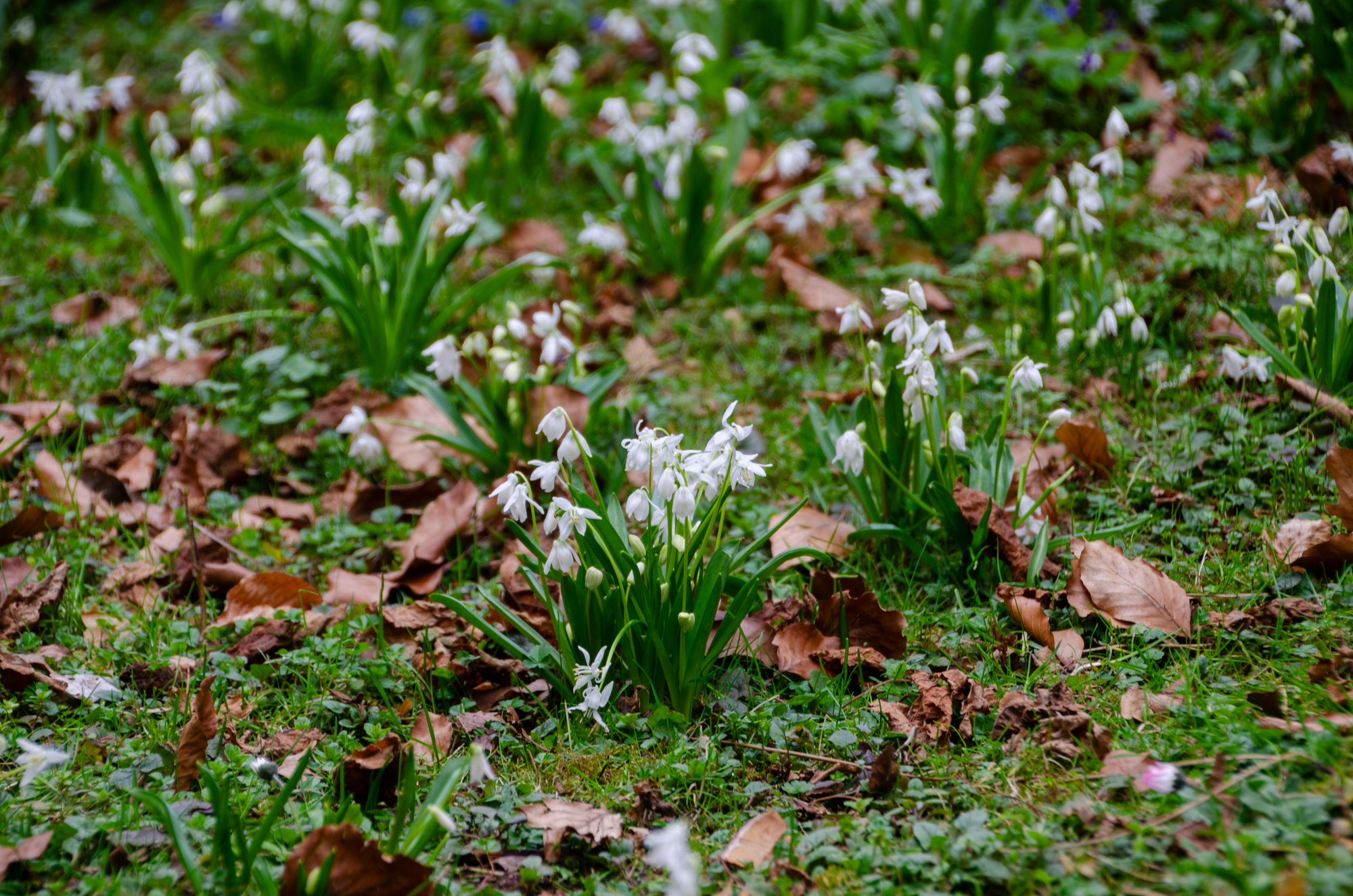 Scilla siberica Alba