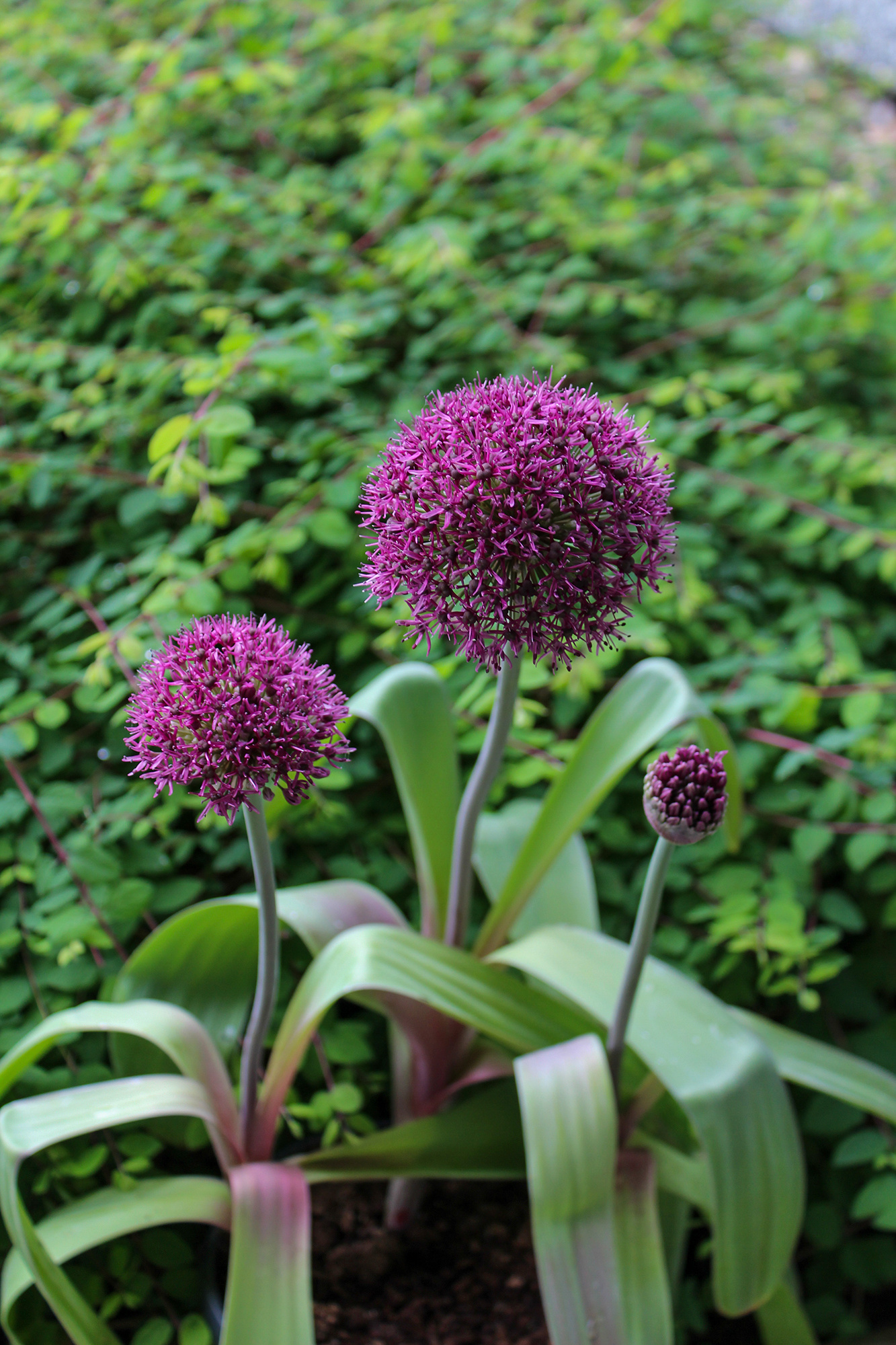 Allium Ostara Allium Ostara
