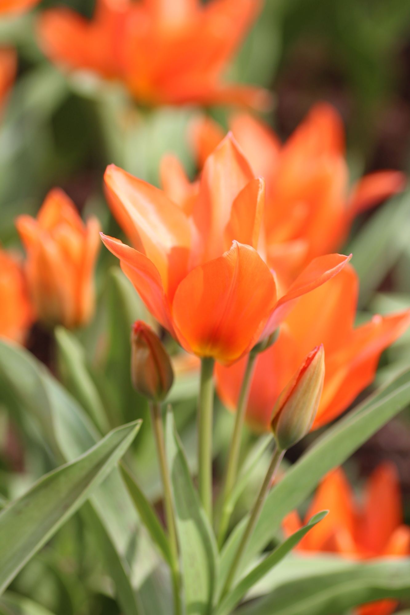 Greigii-Tulpen Orange Toronto