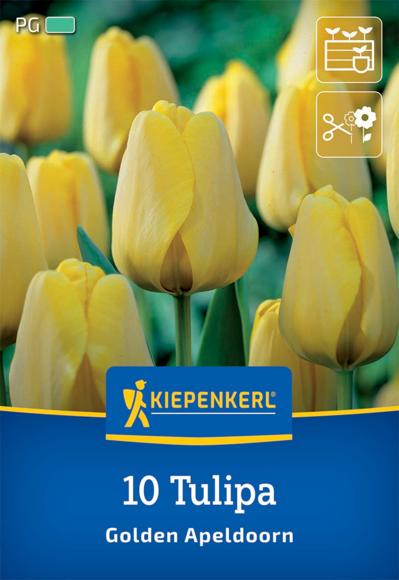 Darwin-Hybrid-Tulpe Golden Apeldoorn Darwin-Hybrid-Tulpe Golden Apeldoorn