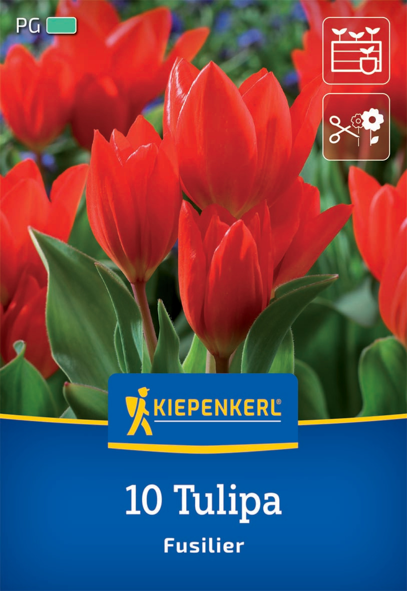 Wildtulpe Tulipa praestans Fusilier
