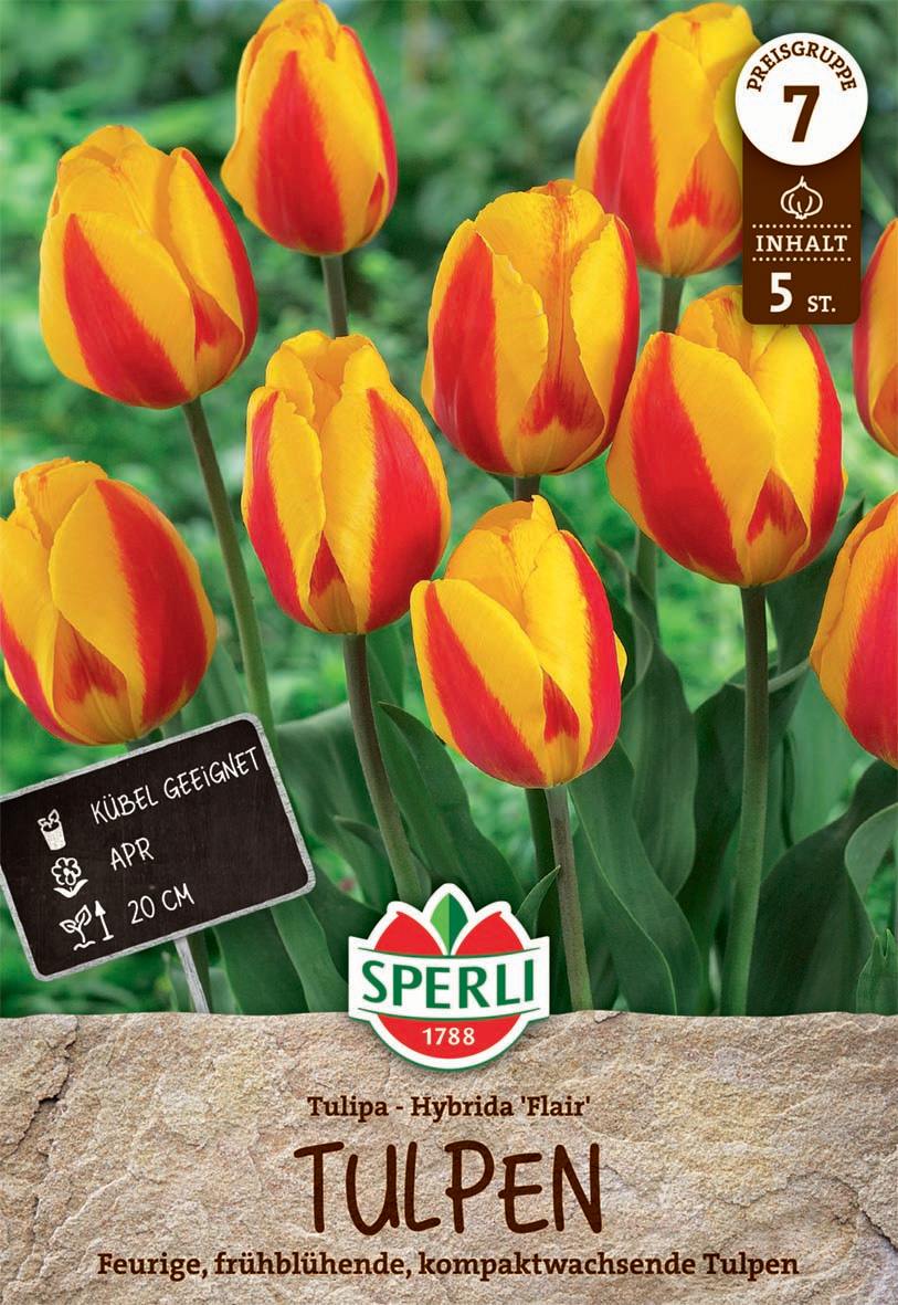 Einfache Frühe Tulpe Flair