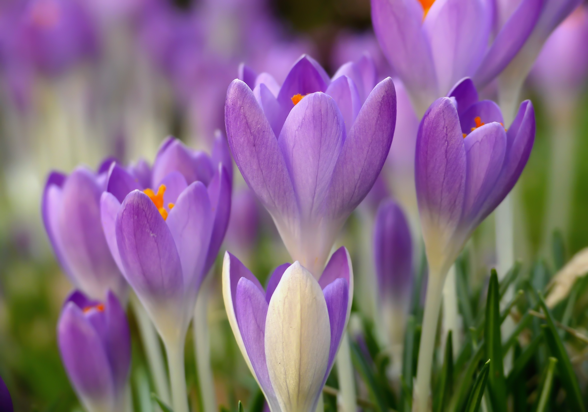 Crocus tommasinianus Crocus tommasinianus