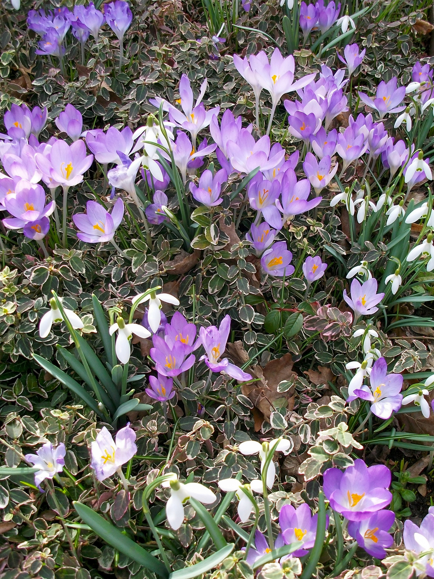 Crocus tommasinianus Roseus Crocus tommasinianus Roseus