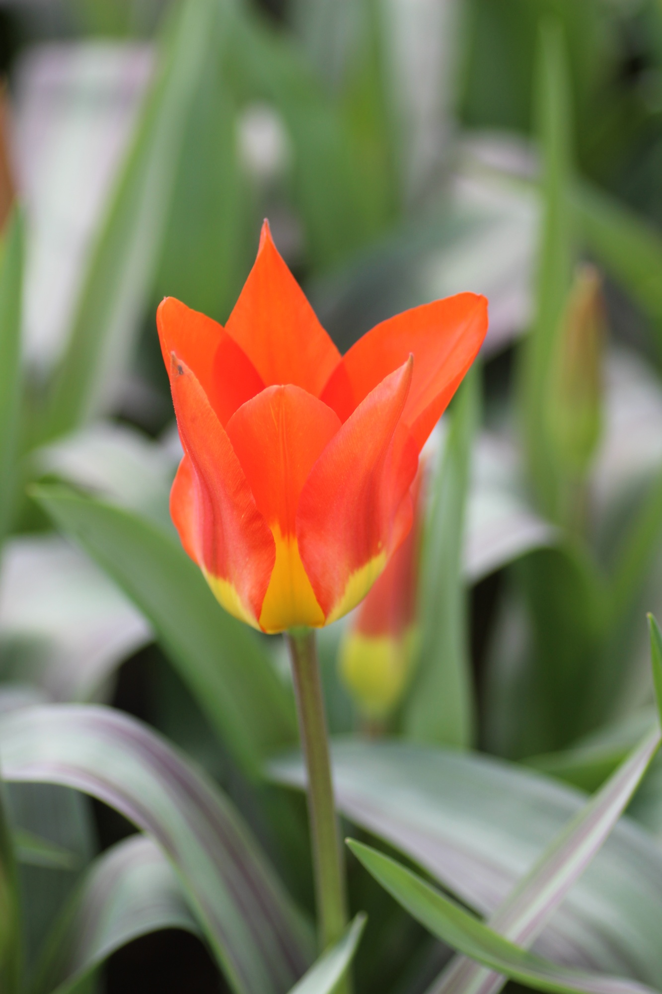 Fosteriana-Tulpen Juan Fosteriana-Tulpen Juan