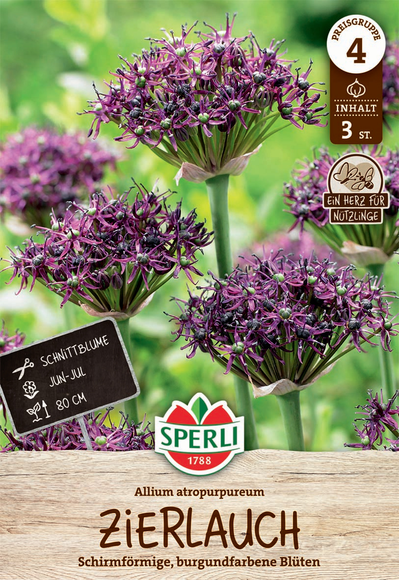 Premium Zierlauch atropurpureum