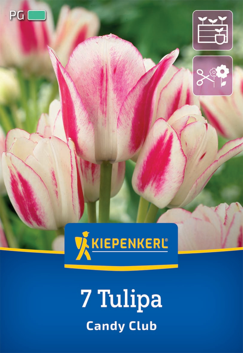 Mehrblütige Tulpe Candy Club
