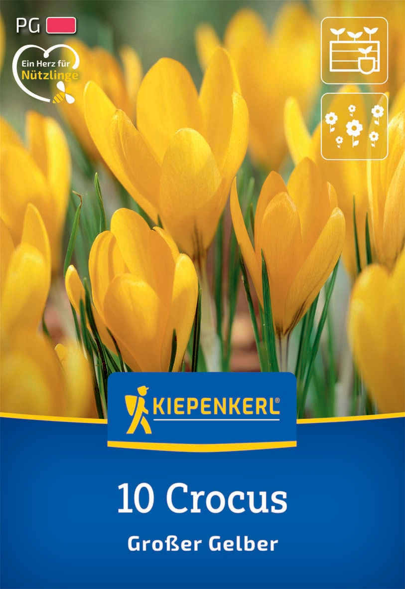 Großblumiger Krokus Großer Gelber