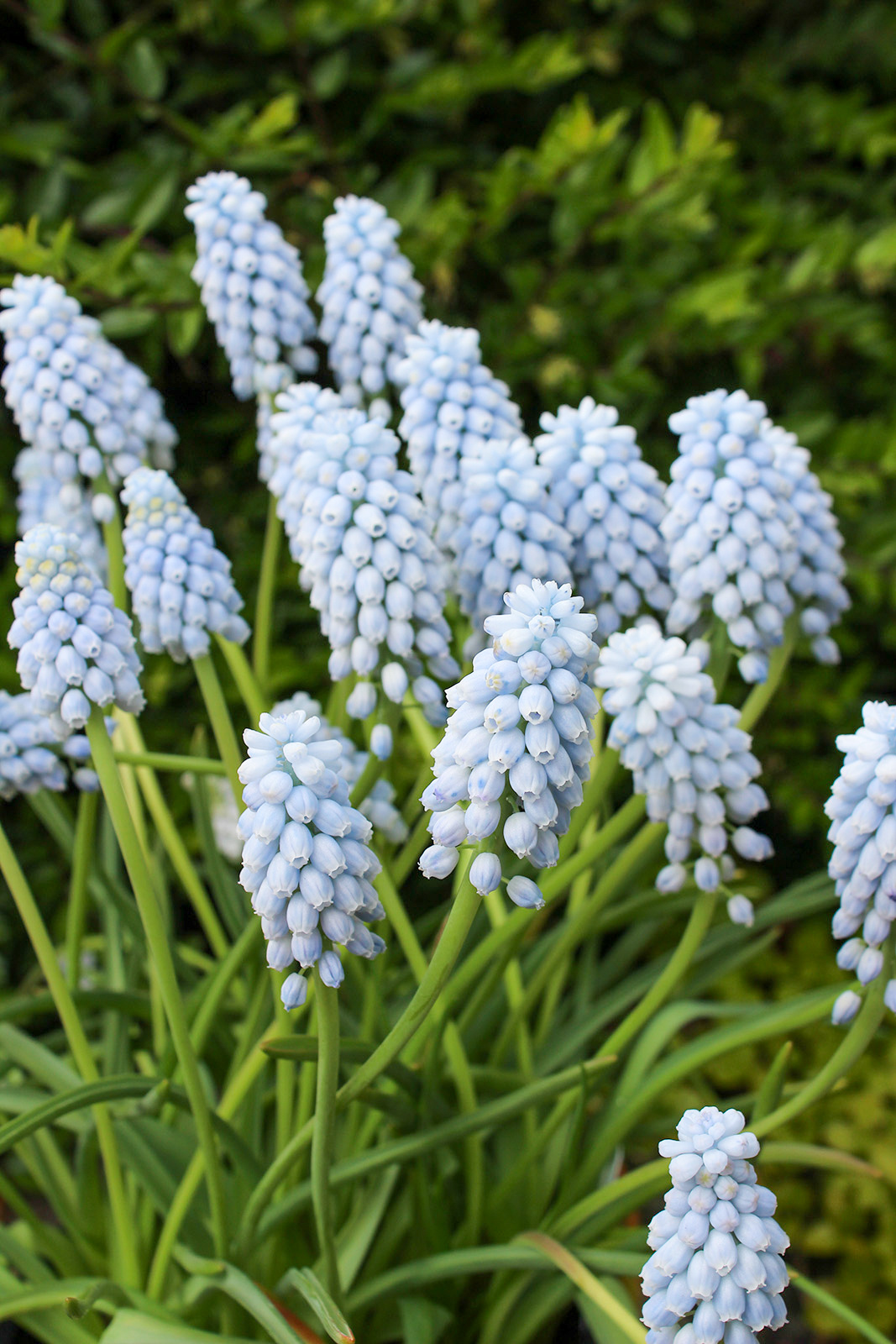Muscari armeniacum Valerie Finnis Muscari armeniacum Valerie Finnis