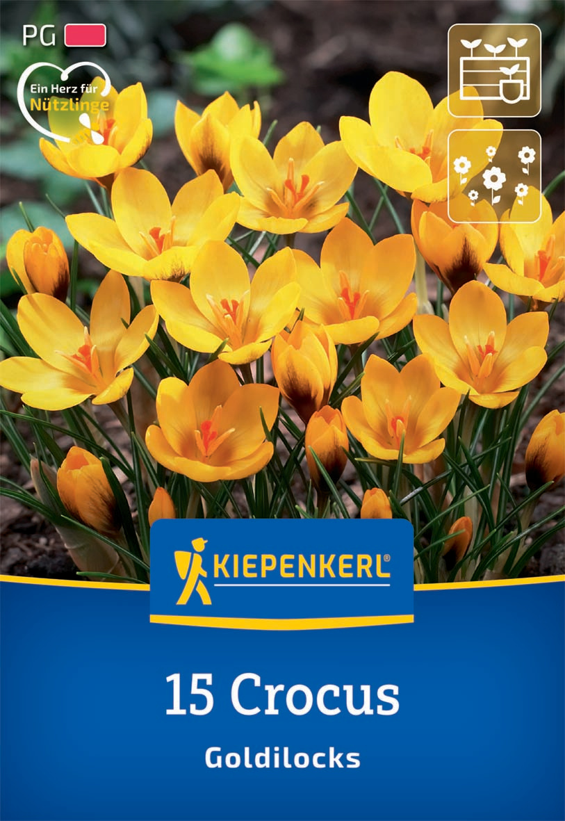 Botanischer Krokus Goldilocks