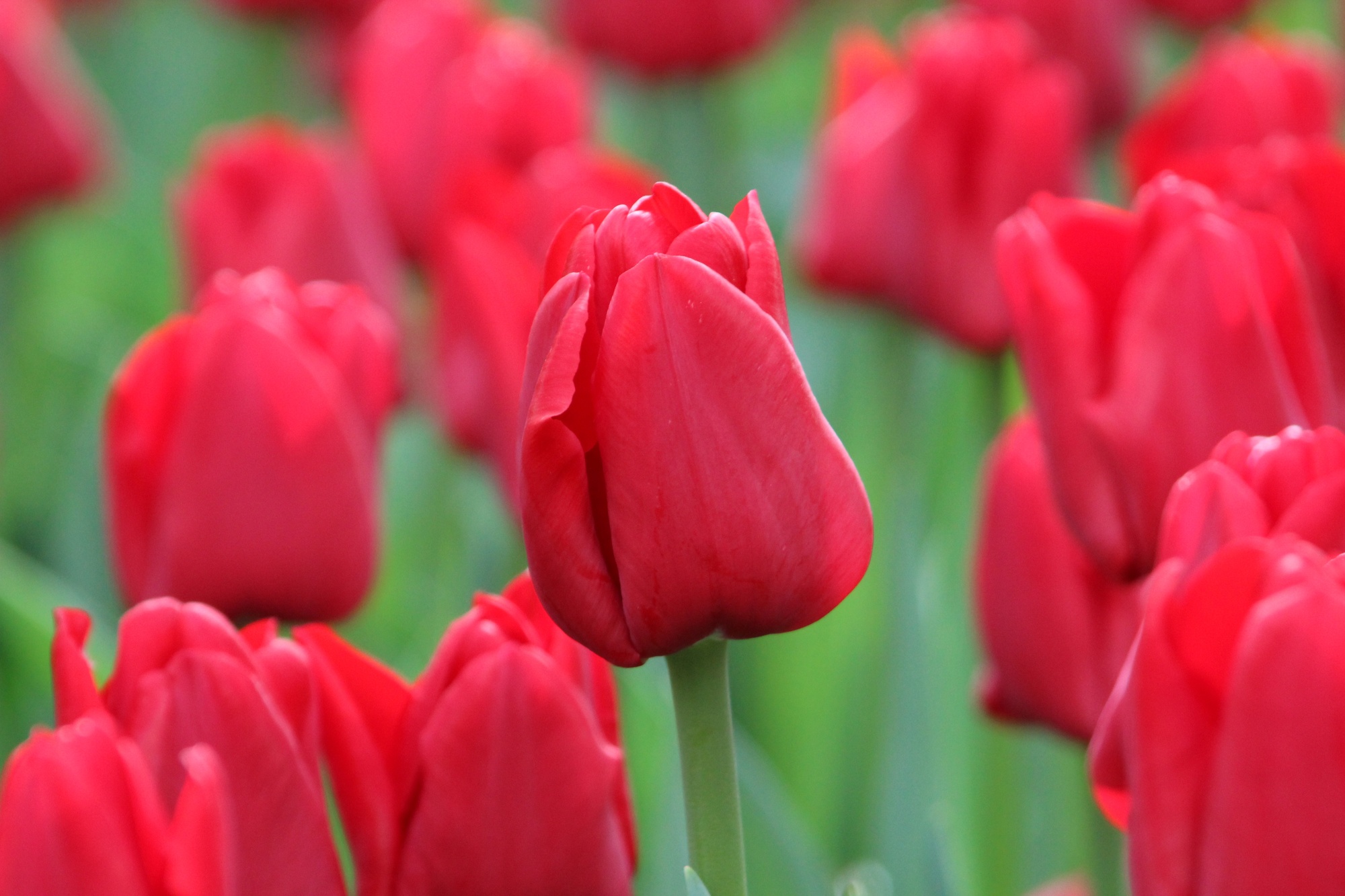 Einfache Späte Tulpen Ile de France Einfache Späte Tulpen Ile de France