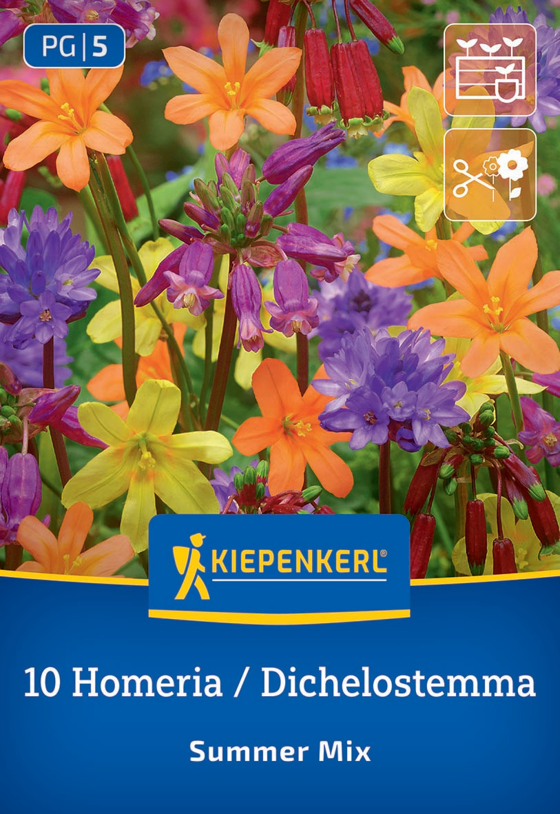 Summer Mix Dichelostemma Homeria Mischung Summer Mix Dichelostemma Homeria Mischung